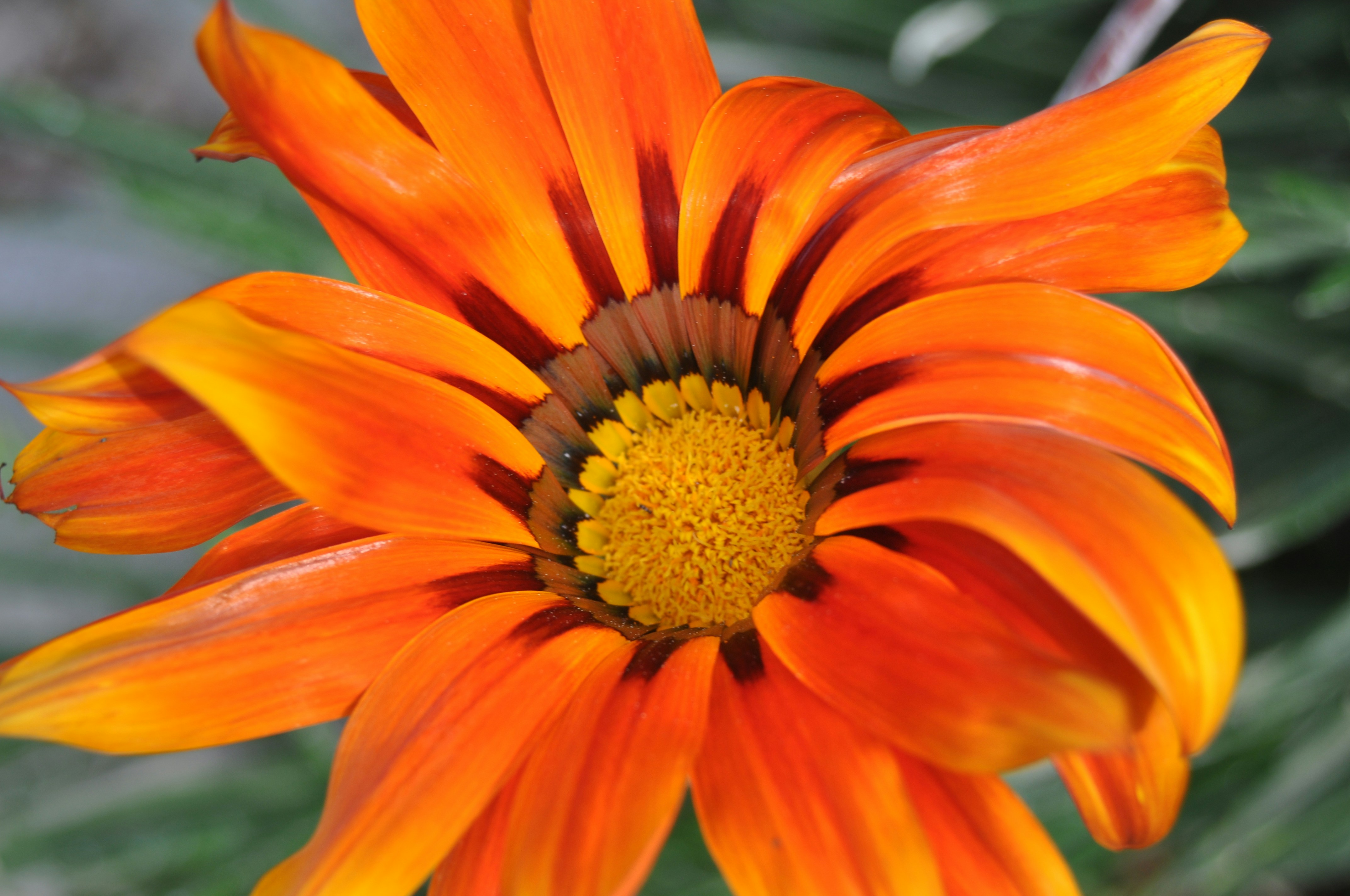 a close up of a flower