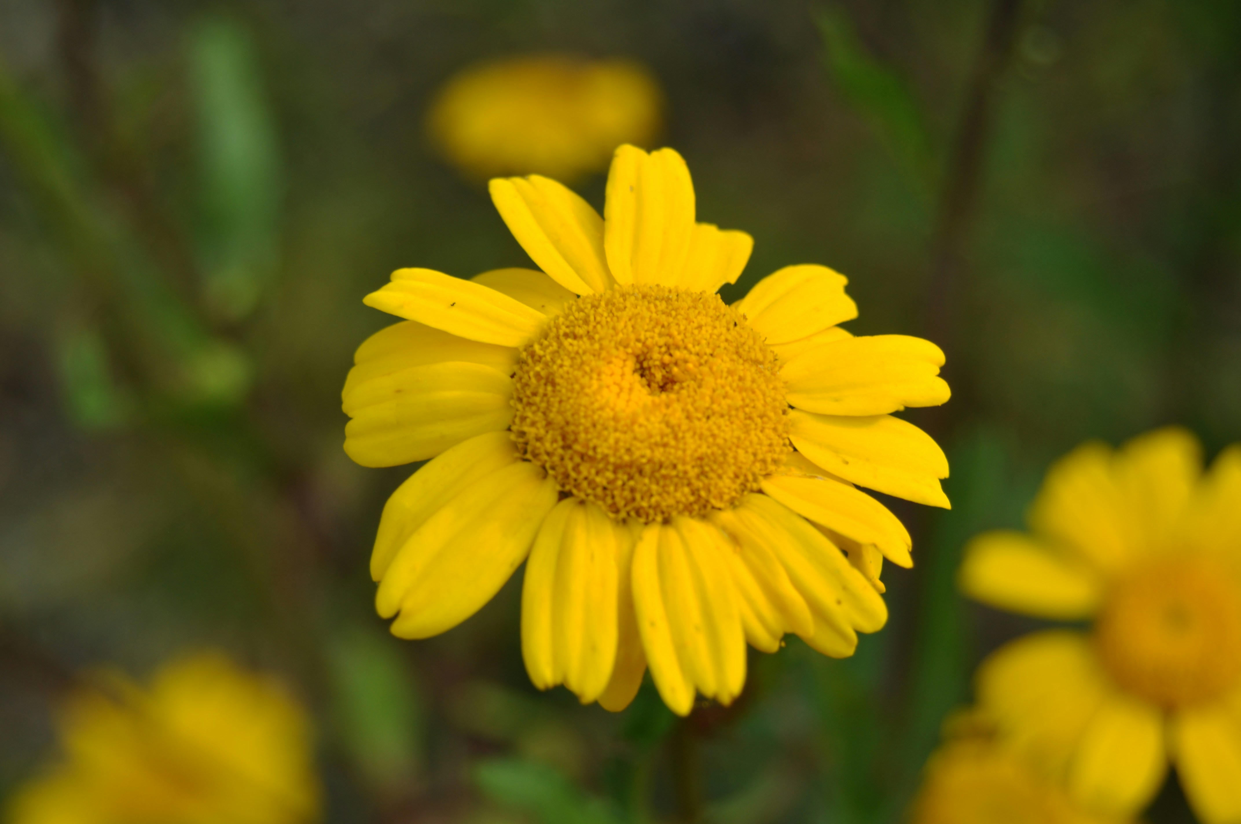 a bee on a yellow flower