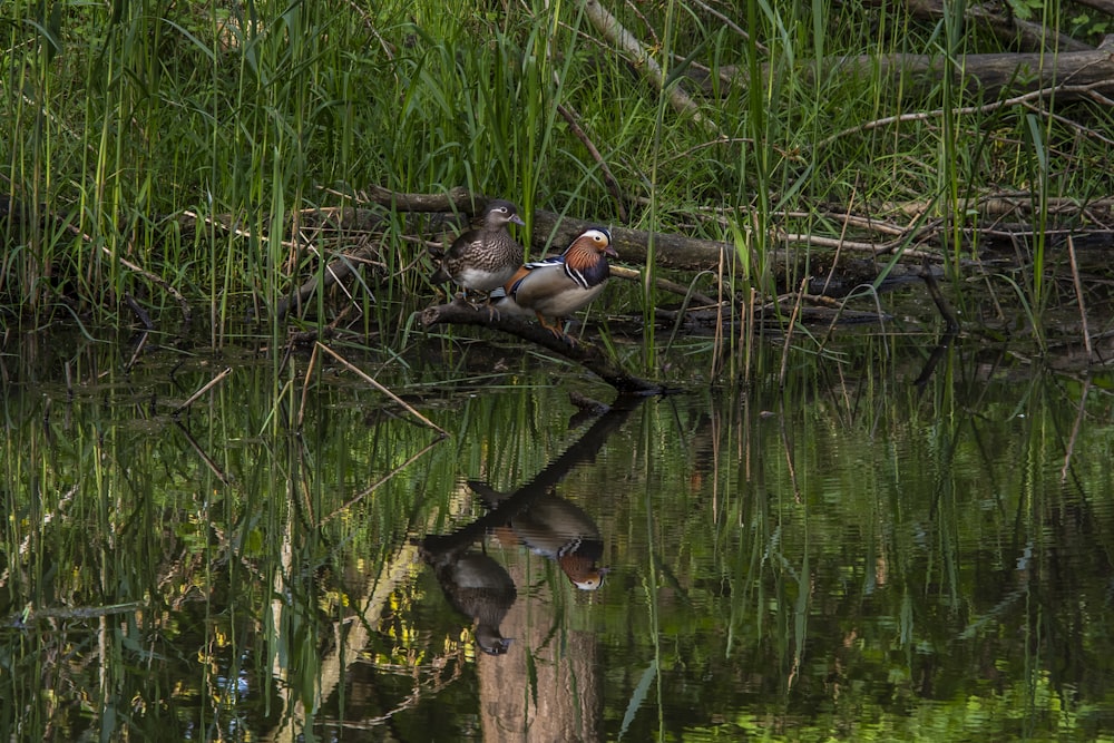 ducks on a log in a pond