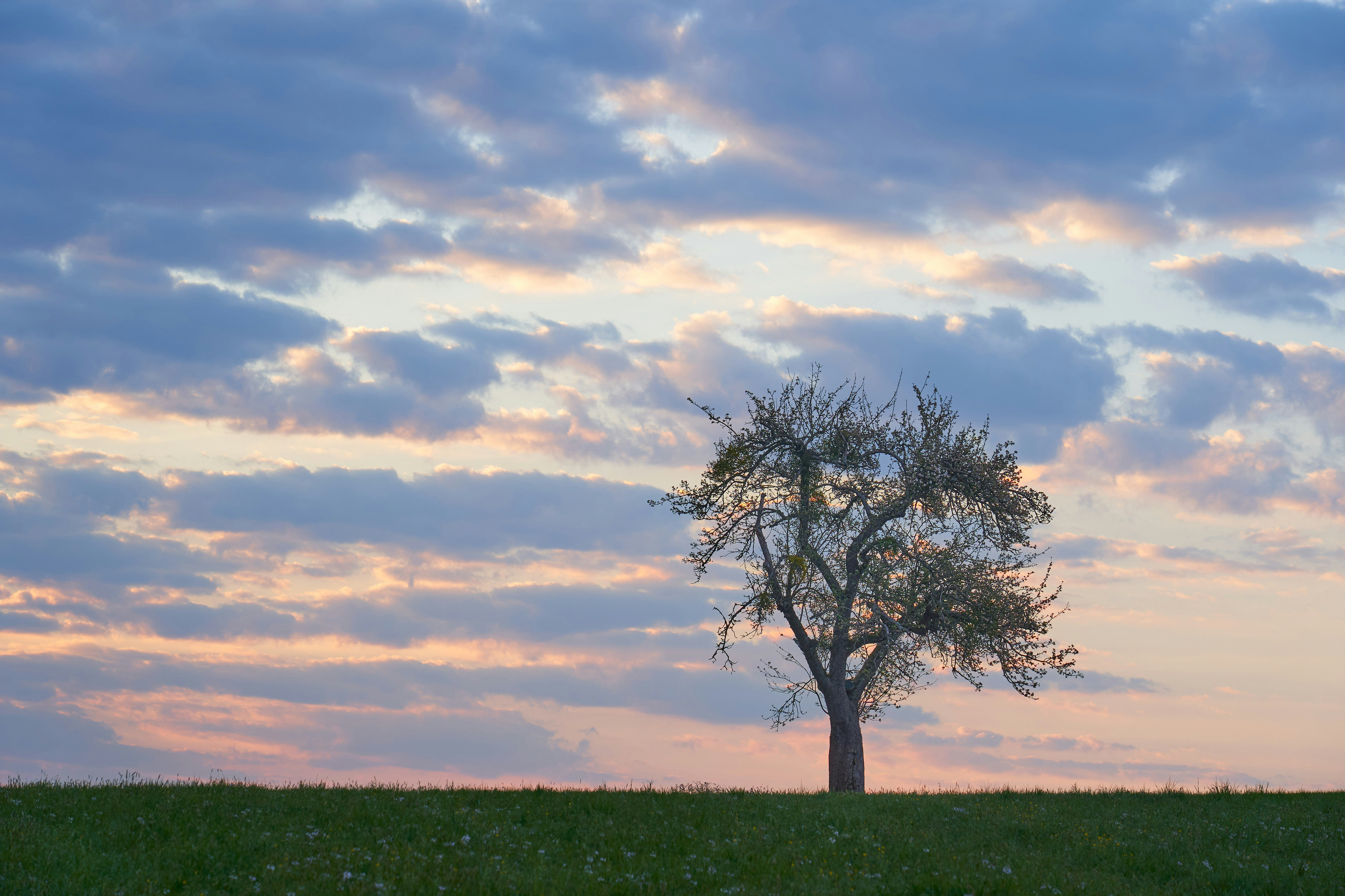 Photo by wolfgang_hasselmann