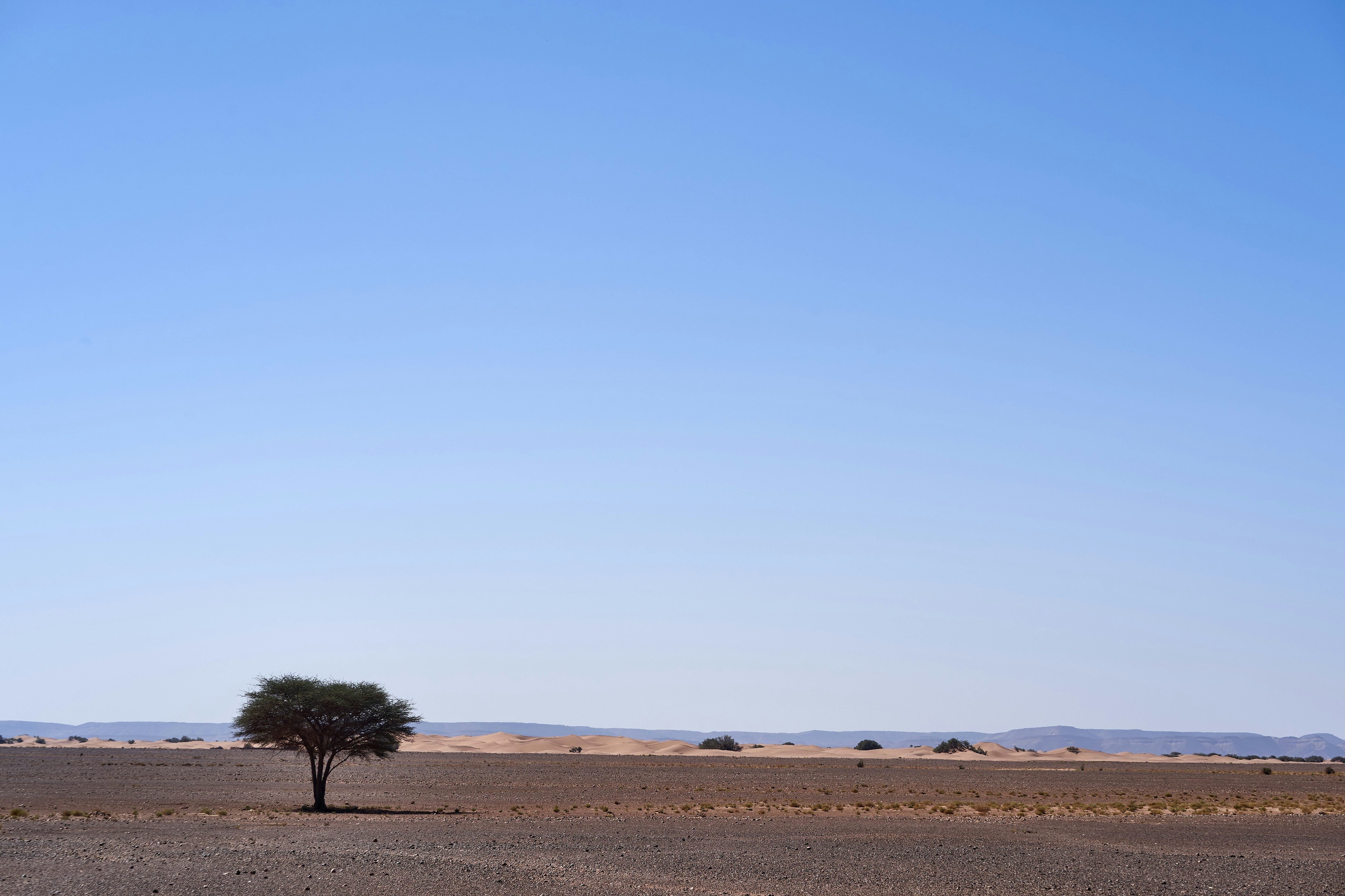 Photo by wolfgang_hasselmann