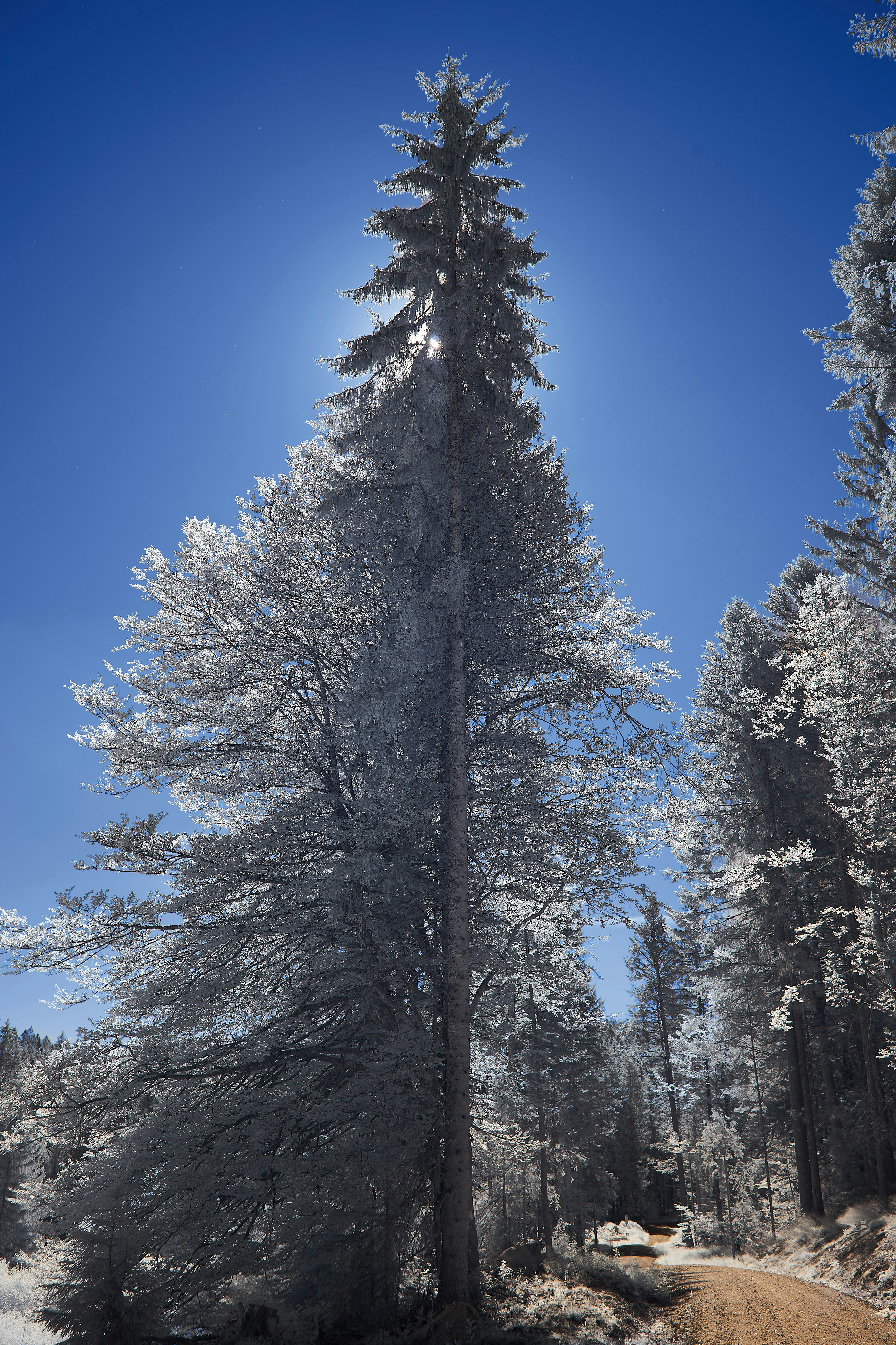 Photo by wolfgang_hasselmann