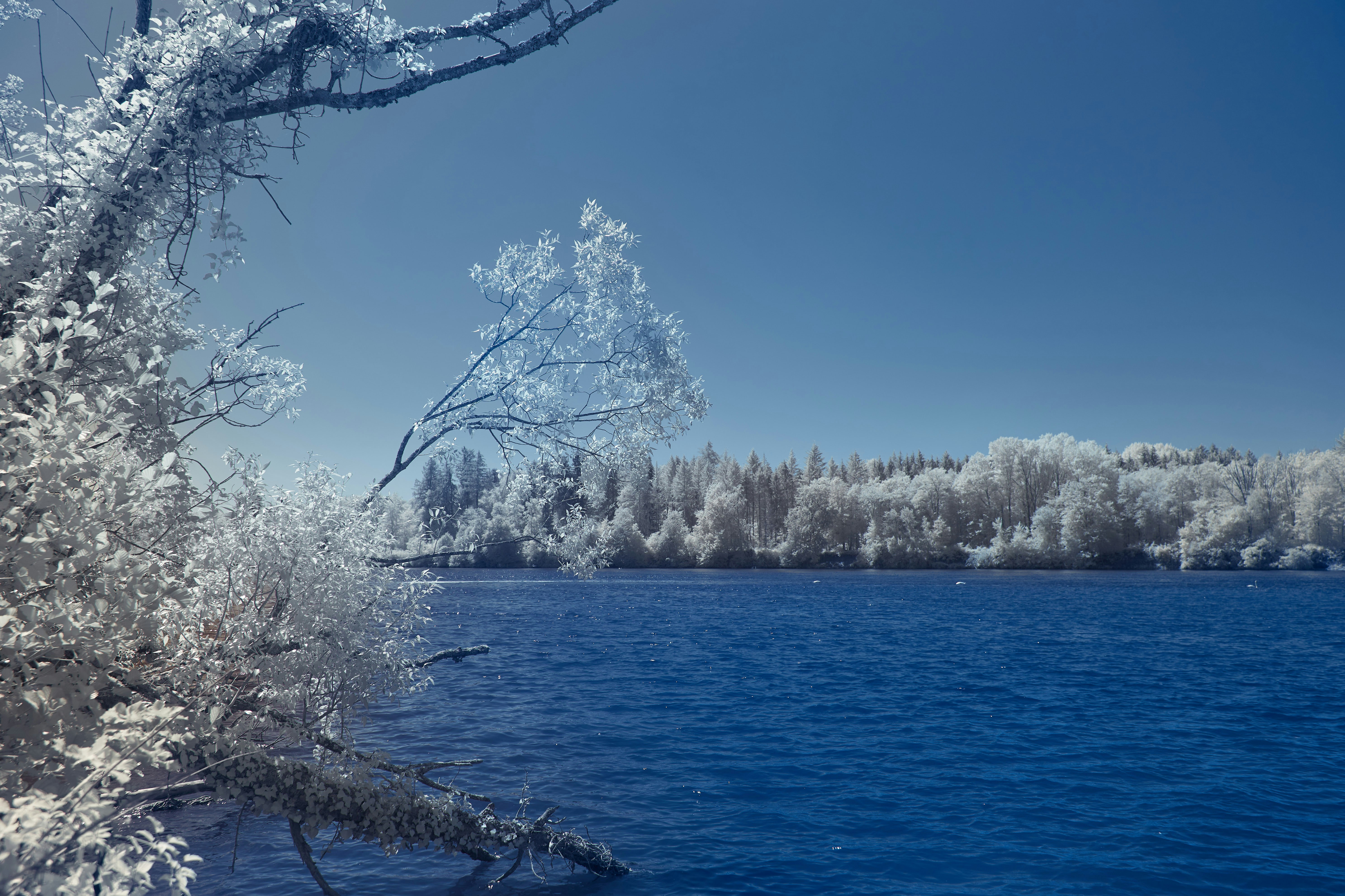 Photo by wolfgang_hasselmann