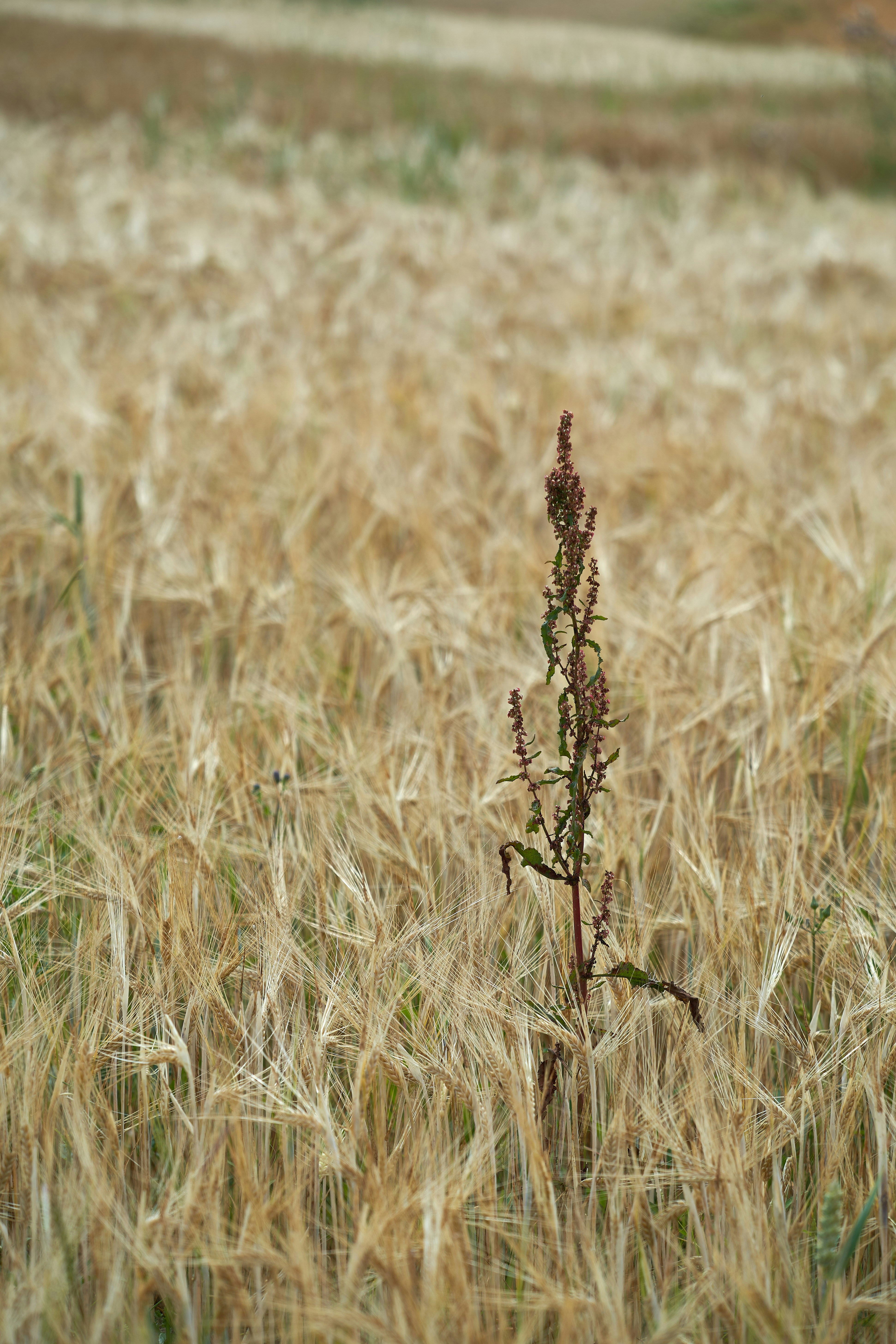 Photo by wolfgang_hasselmann