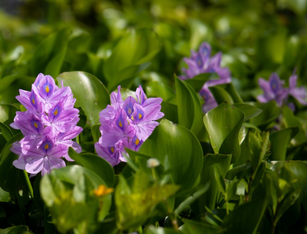 purple flowers on a plant