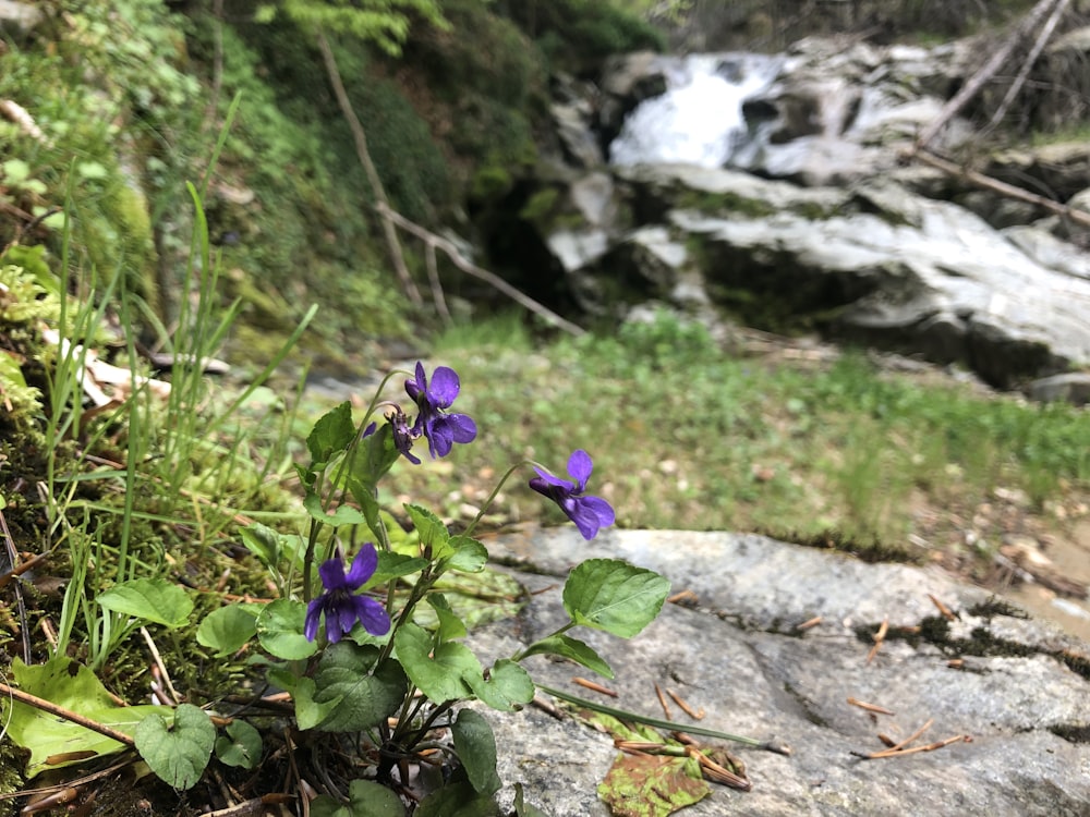 purple flowers on a rock