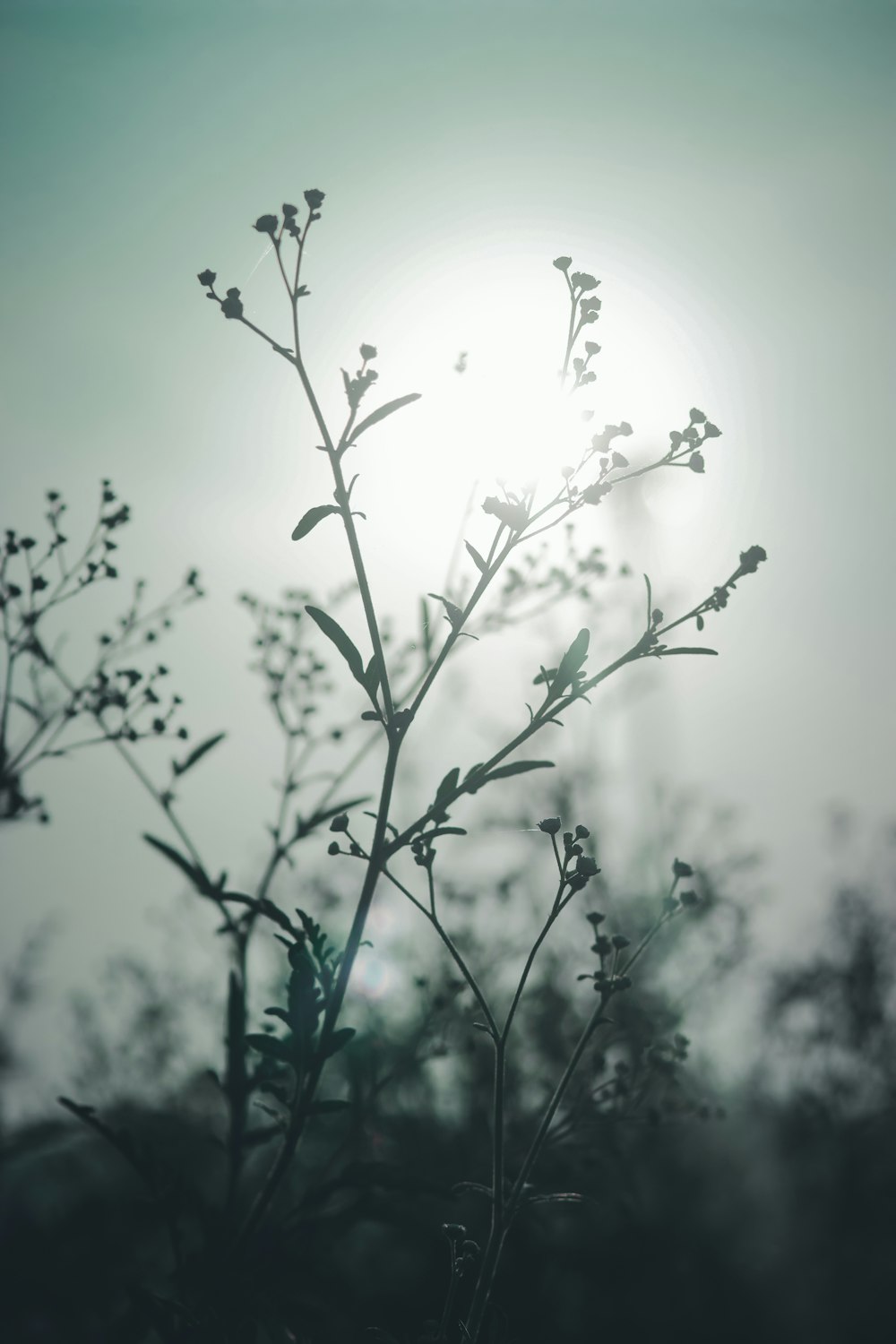 Une plante à fleurs