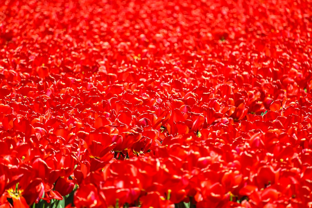a close up of red flowers