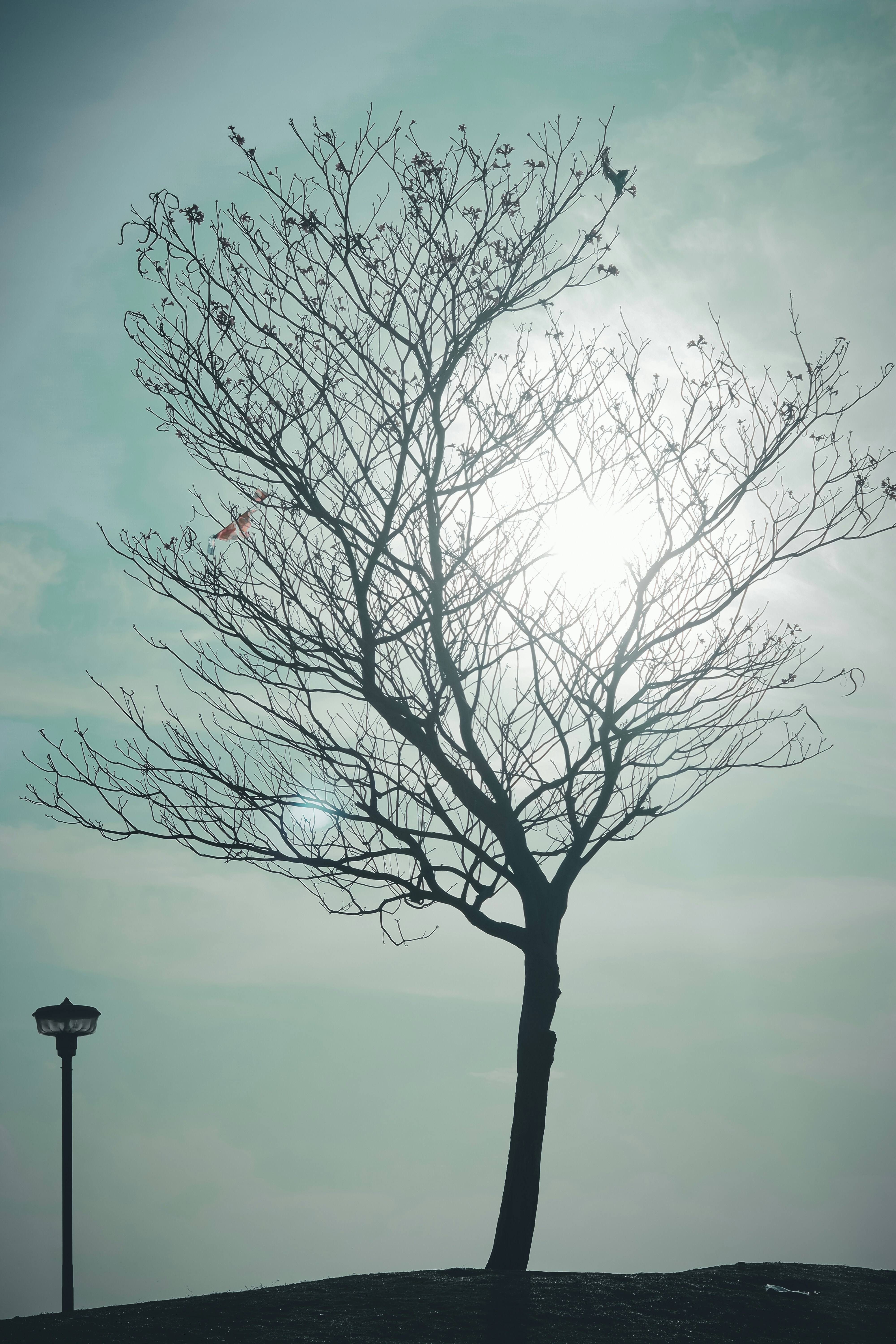 a tree with birds flying around