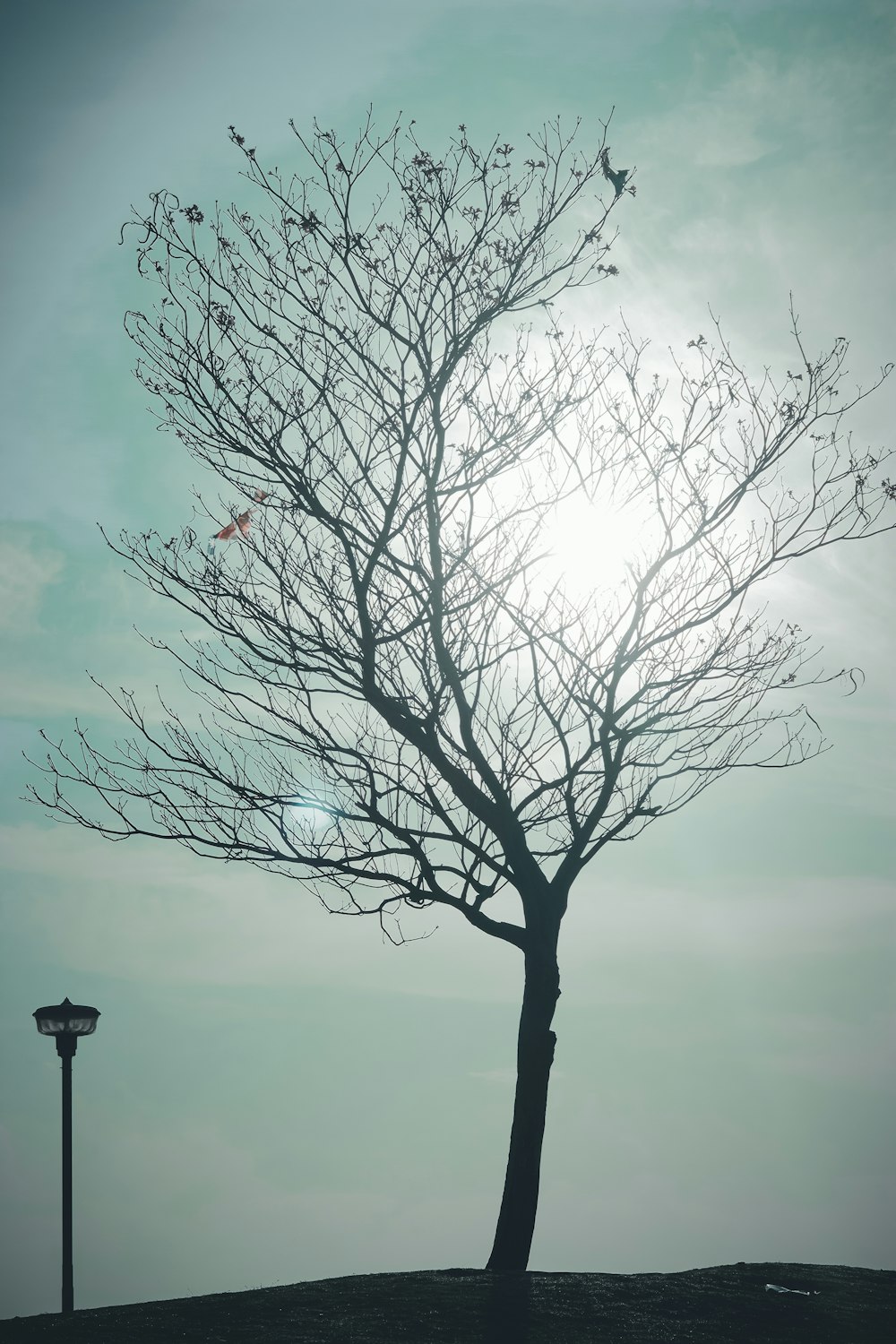 Un árbol con pájaros volando alrededor