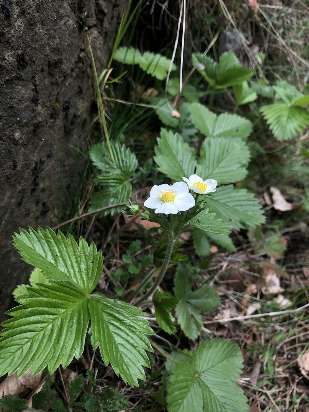 a group of flowers next to a tree