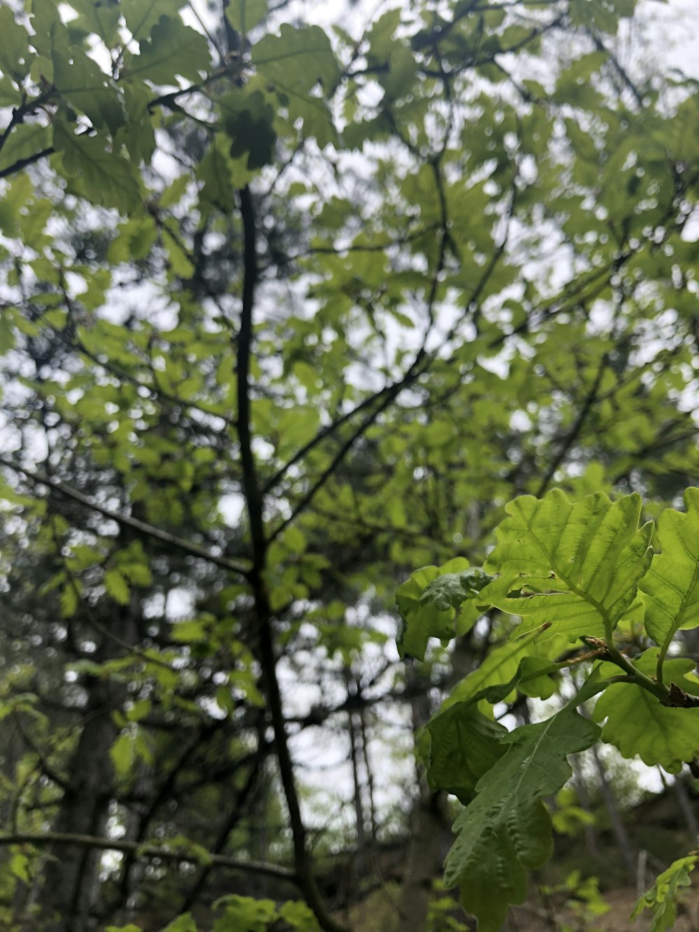 a tree with green leaves