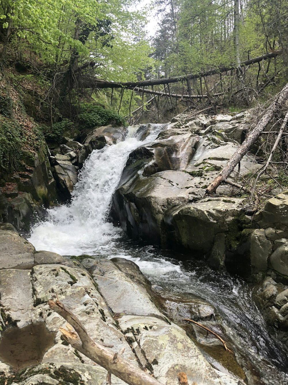 a river flowing through a forest