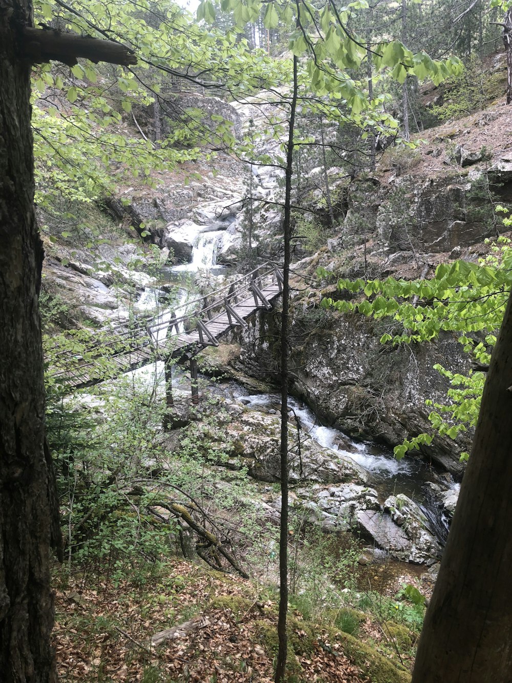 a river running through a forest