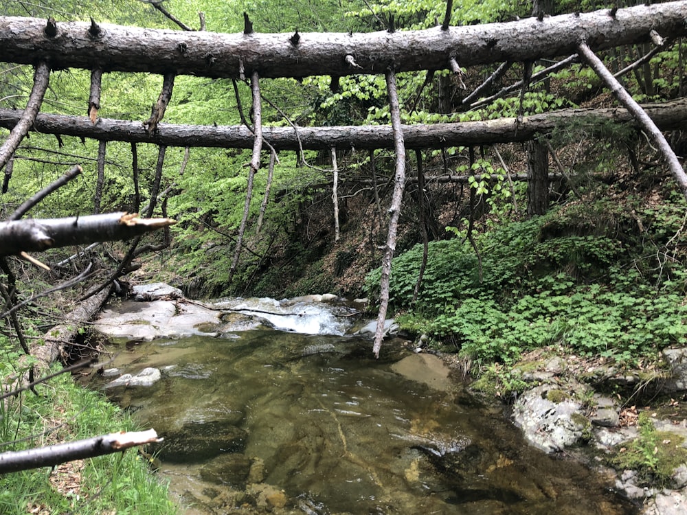 a small river with a bridge