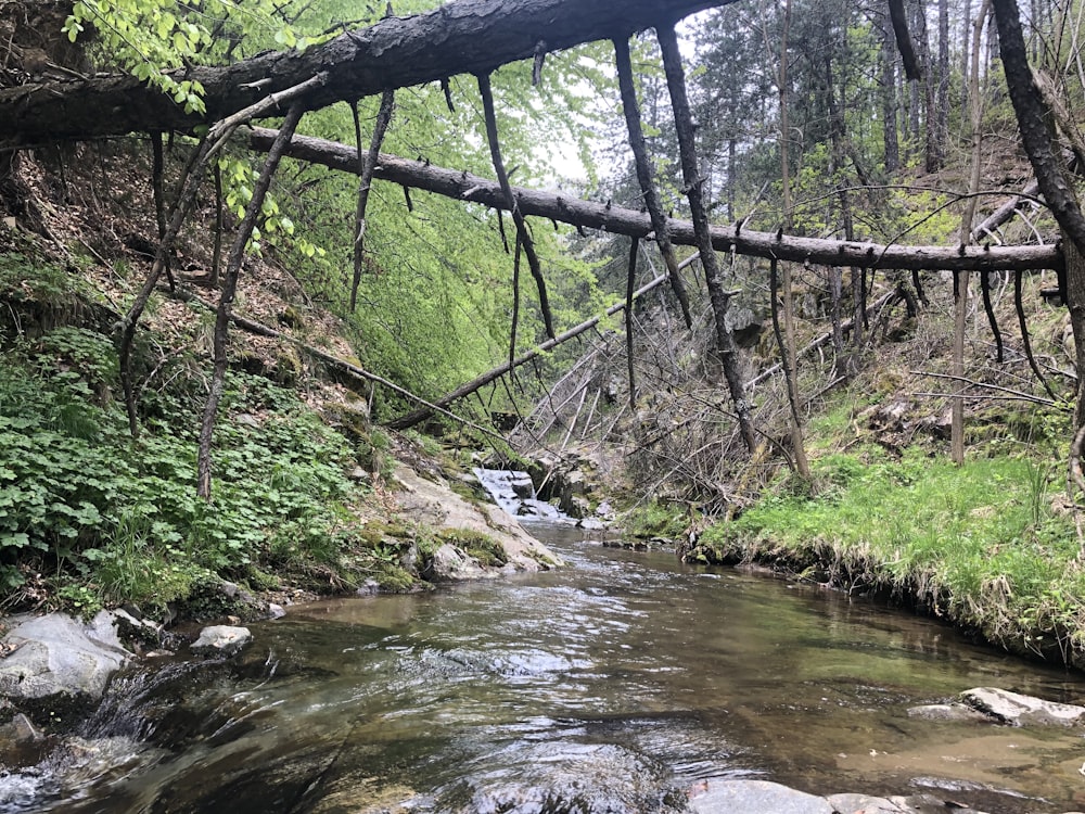 a stream in the woods