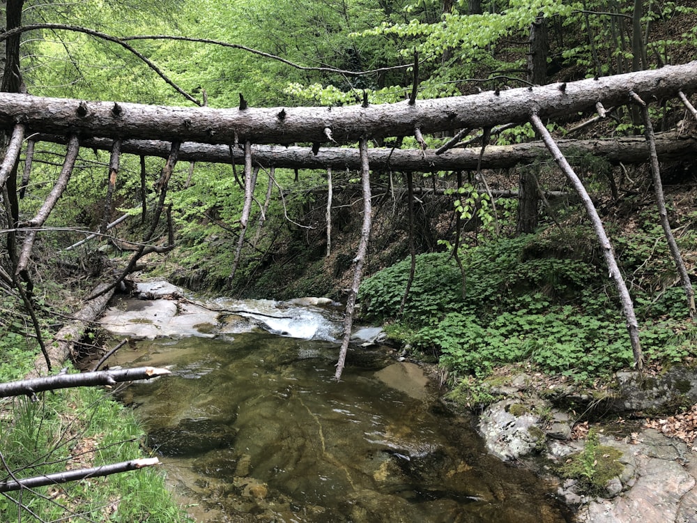 a bridge over a creek