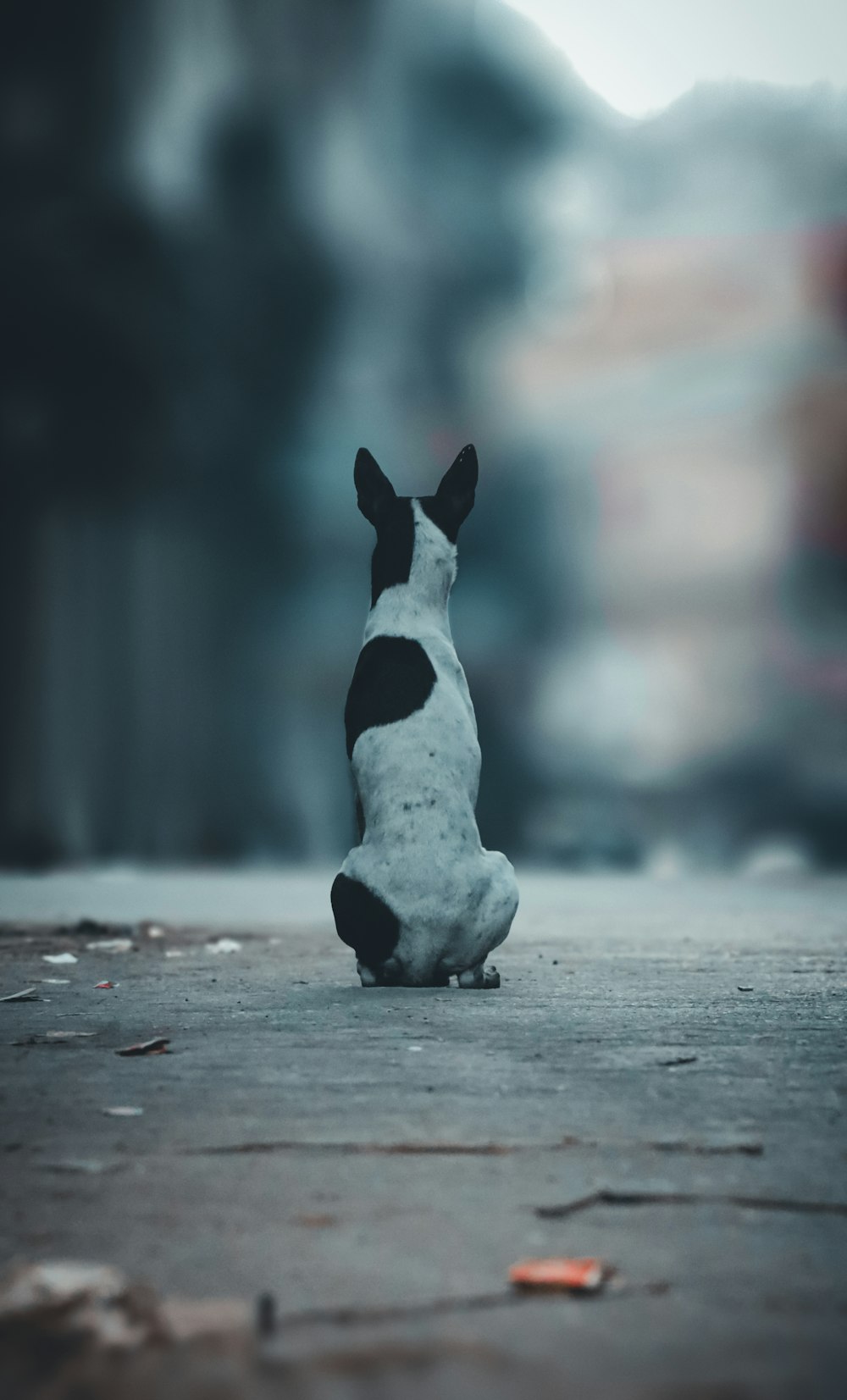 a penguin on a concrete surface