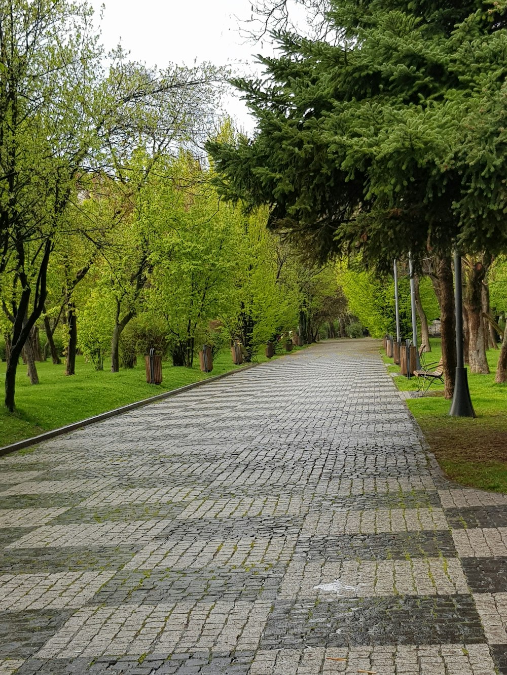 a brick road lined with trees