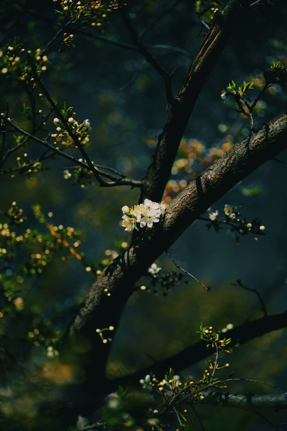 a tree with white flowers