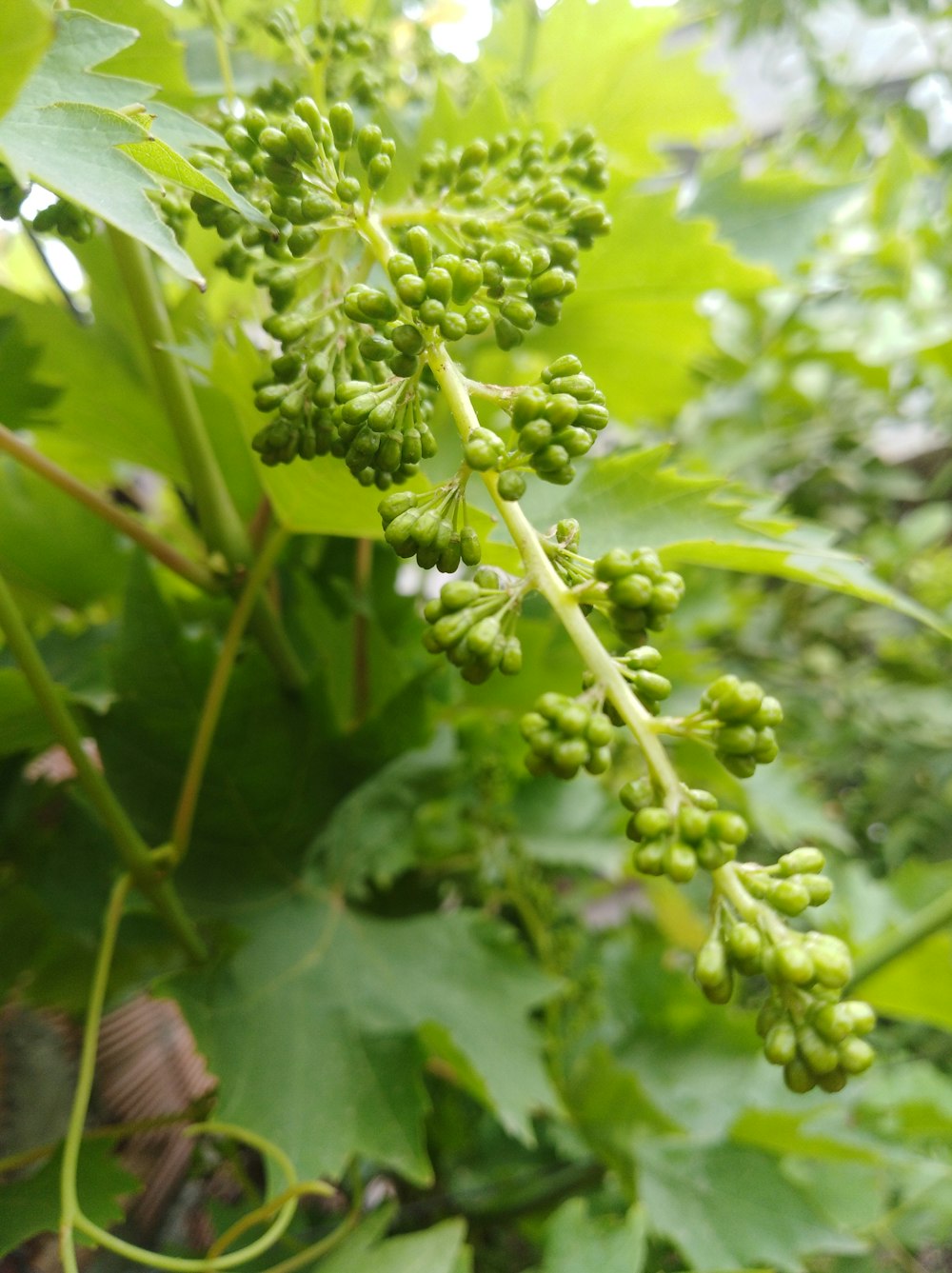 a close up of a plant