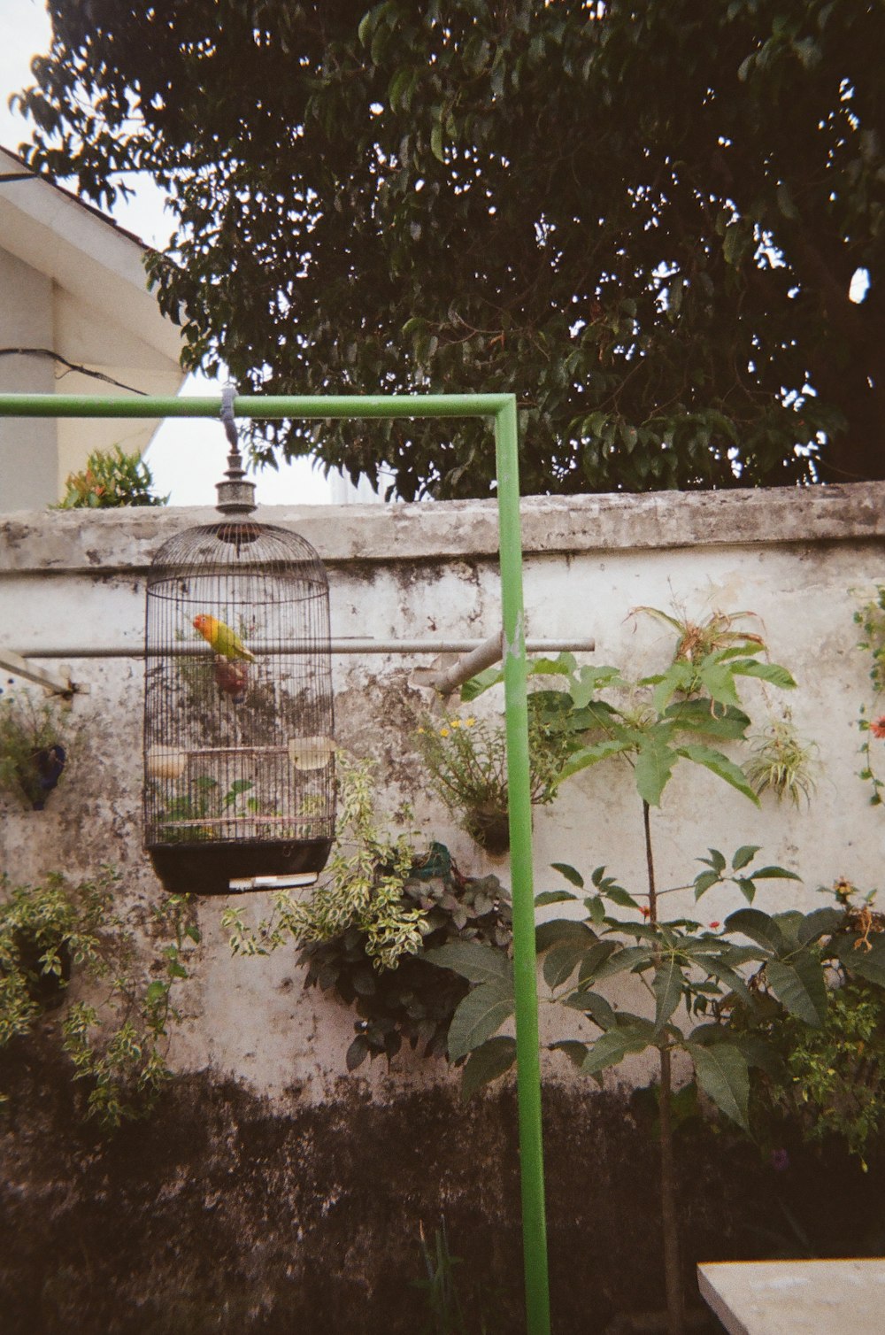 a bird in a bird cage