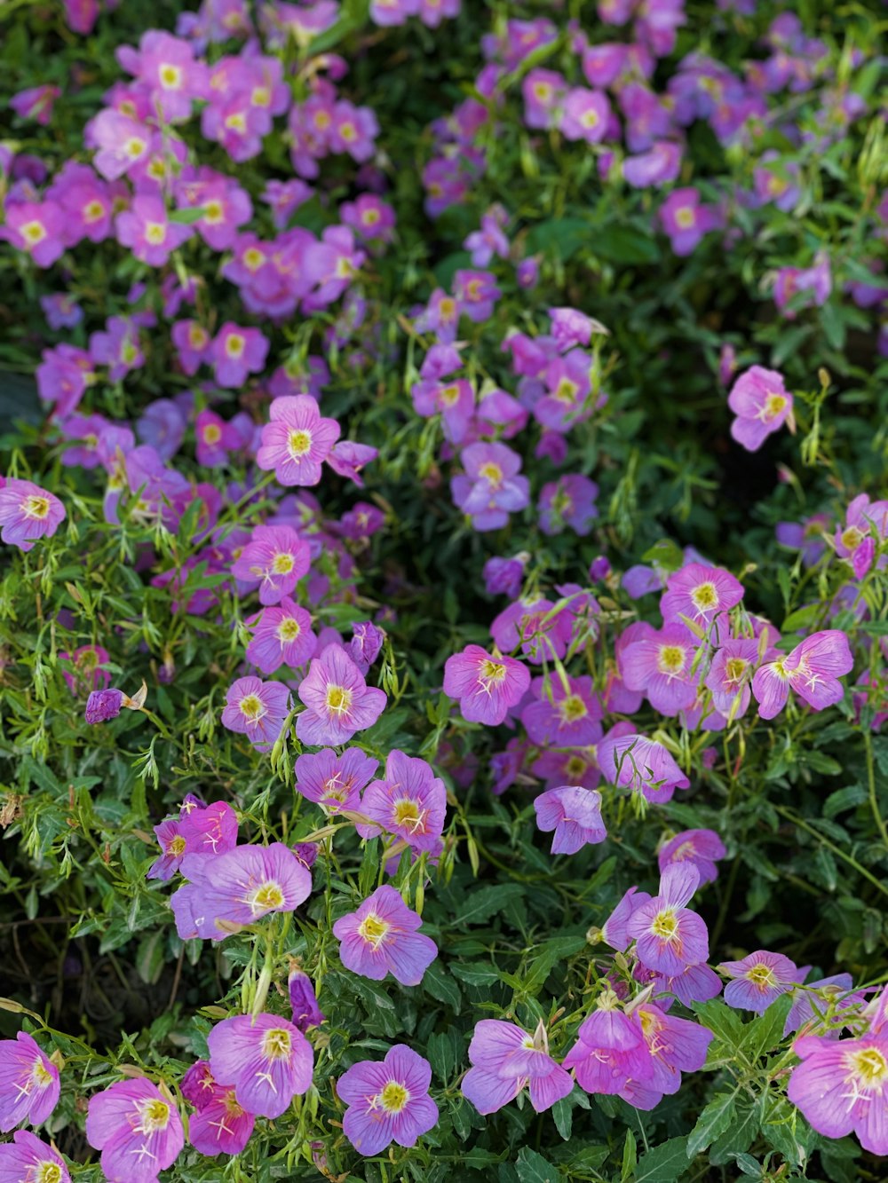 a group of purple flowers