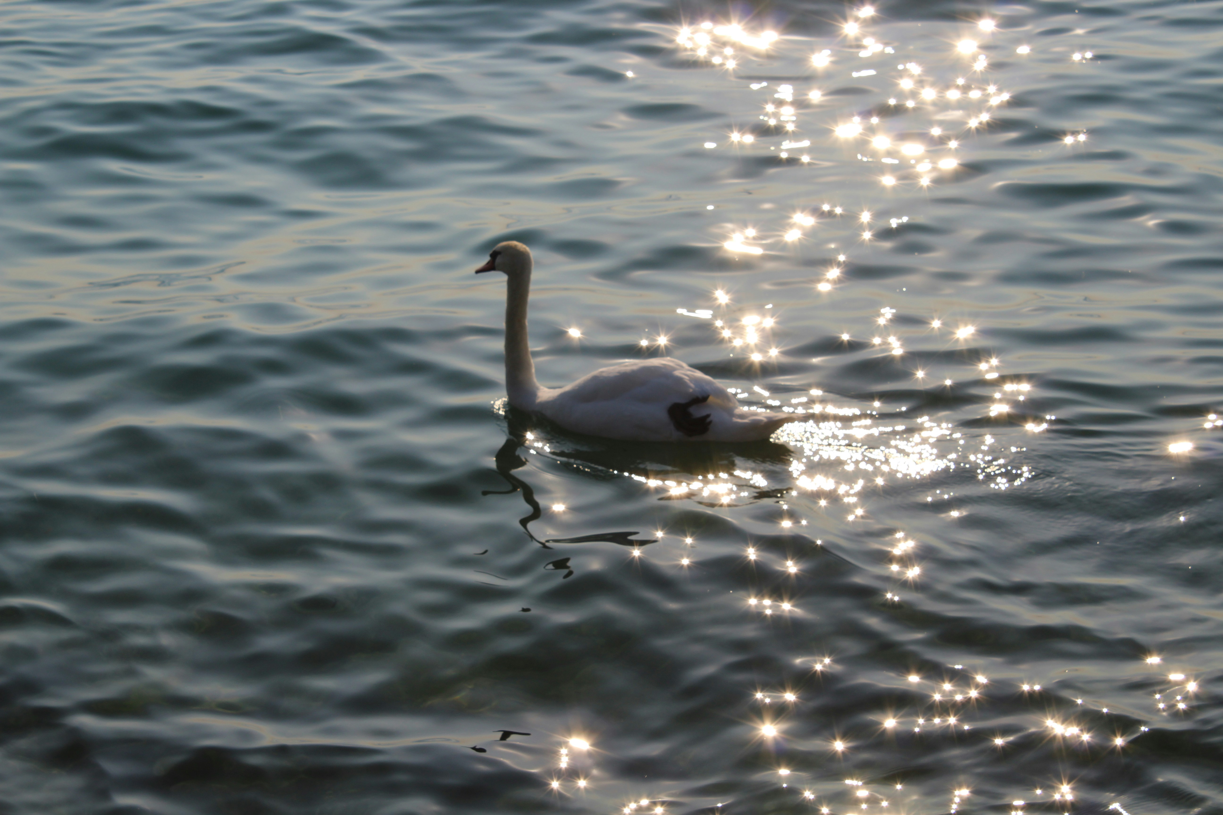 a duck swimming in water