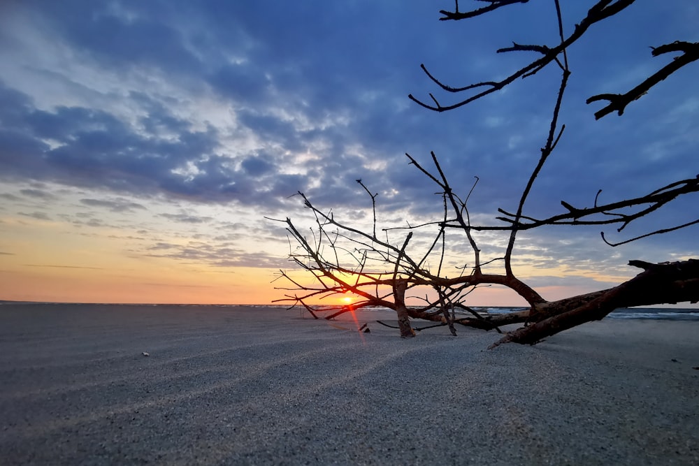 a tree with no leaves on a beach