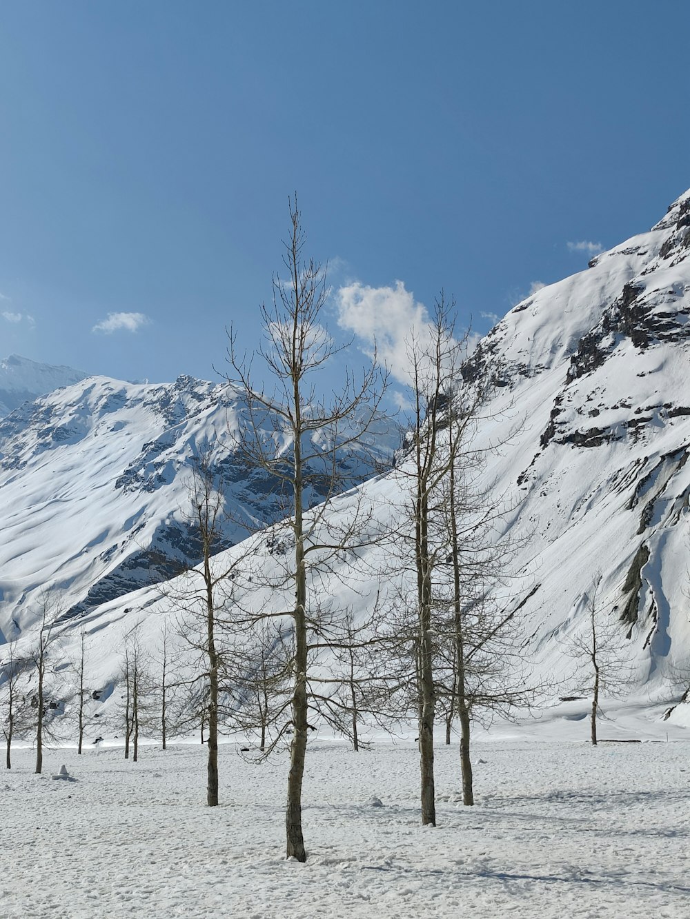 a snowy mountain with trees