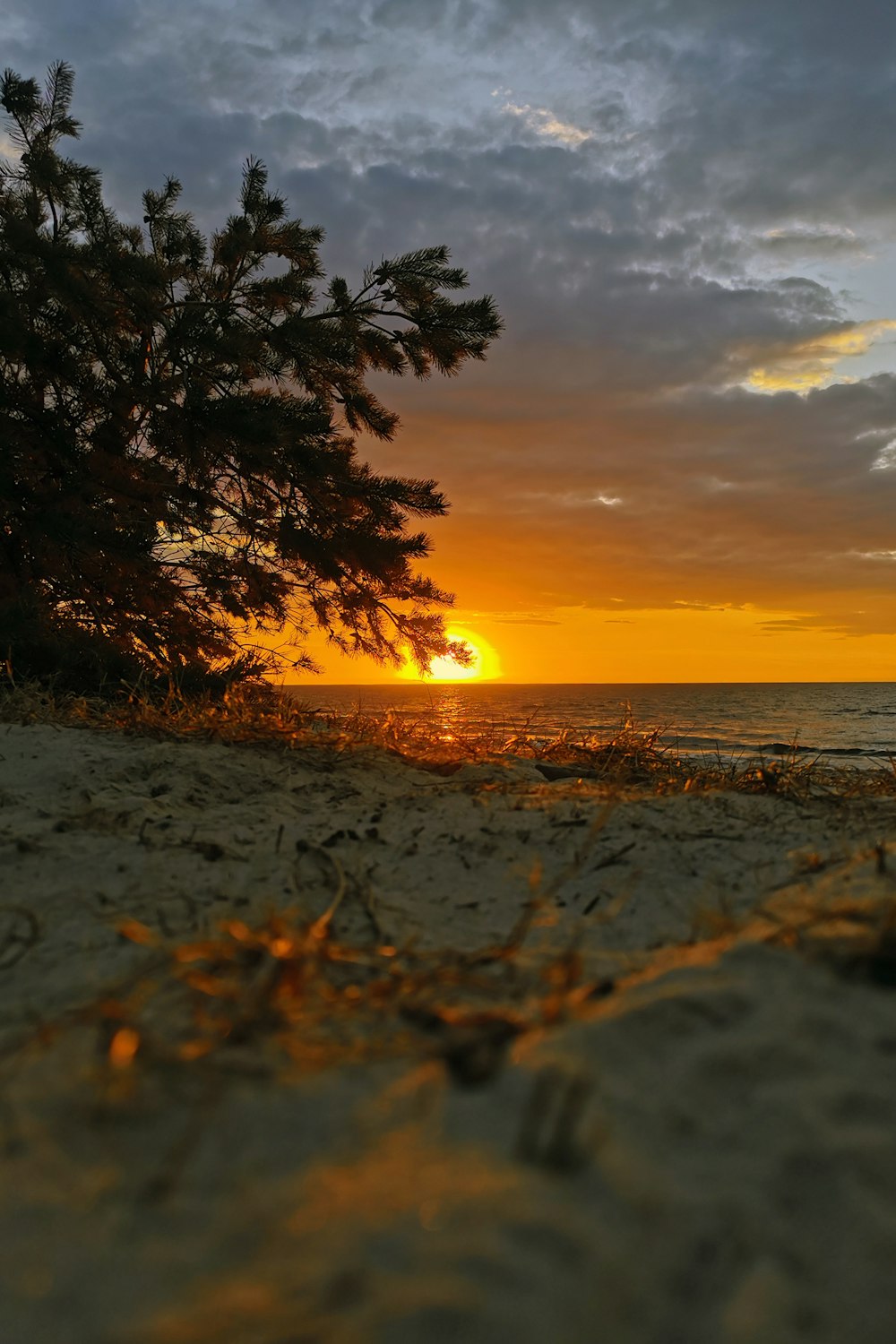 Un albero su una spiaggia