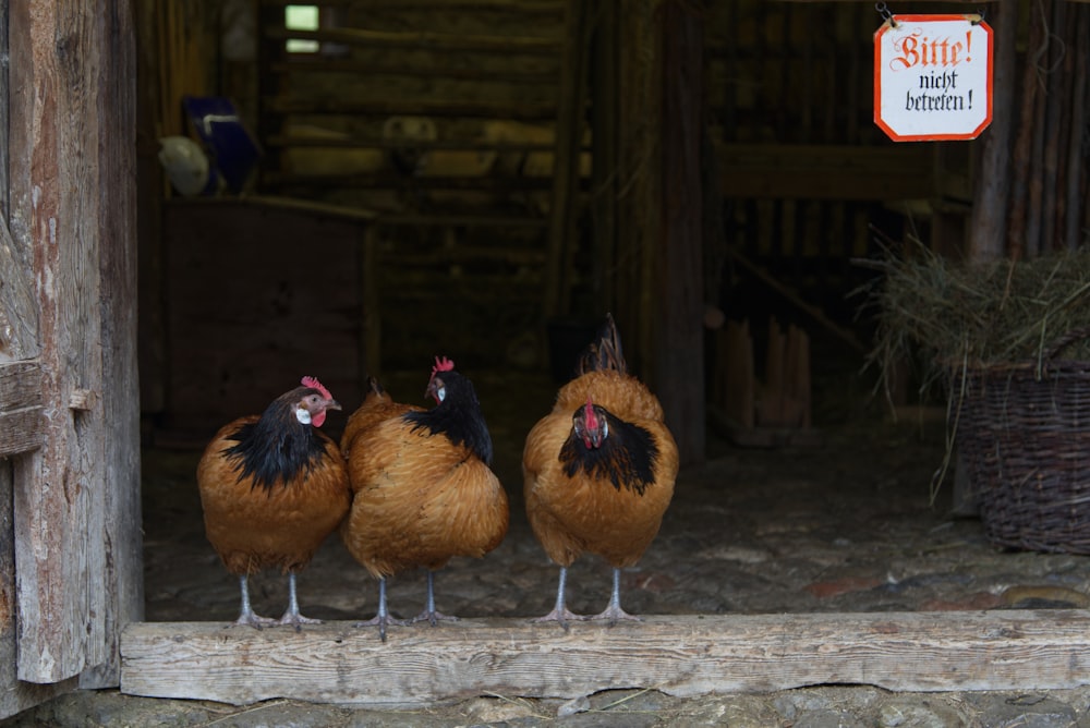 Un grupo de pollos en un gallinero