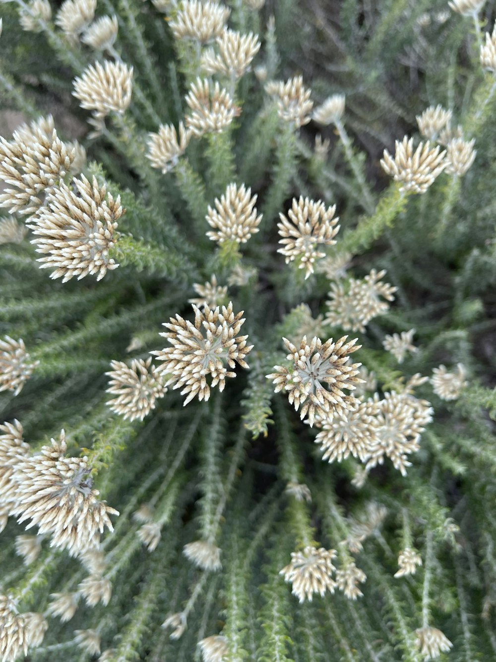 a close up of a plant