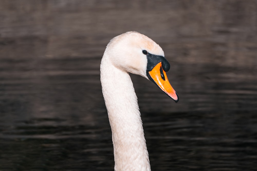 a white duck with a yellow beak