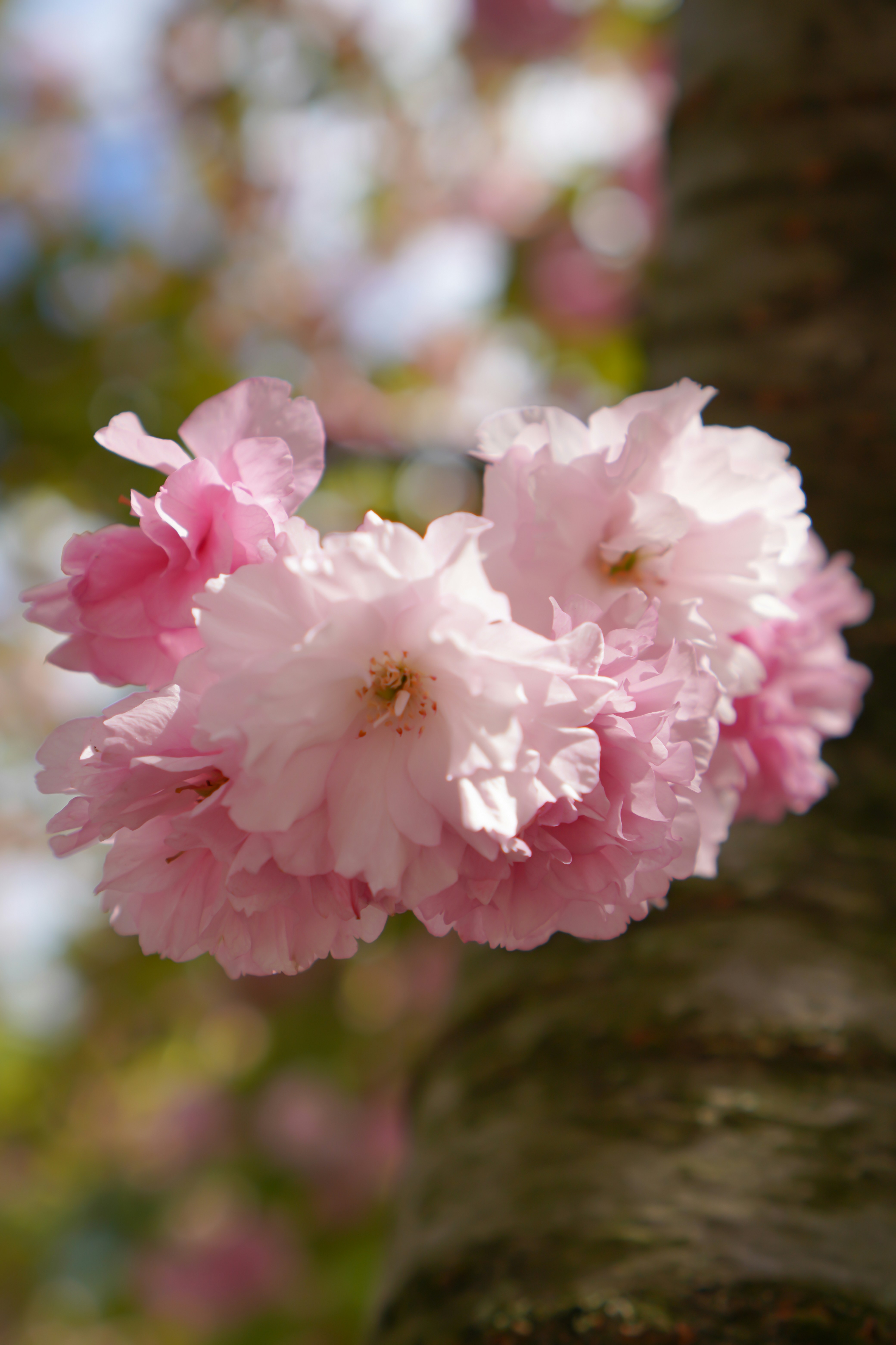 Photo by zhenyao_photo