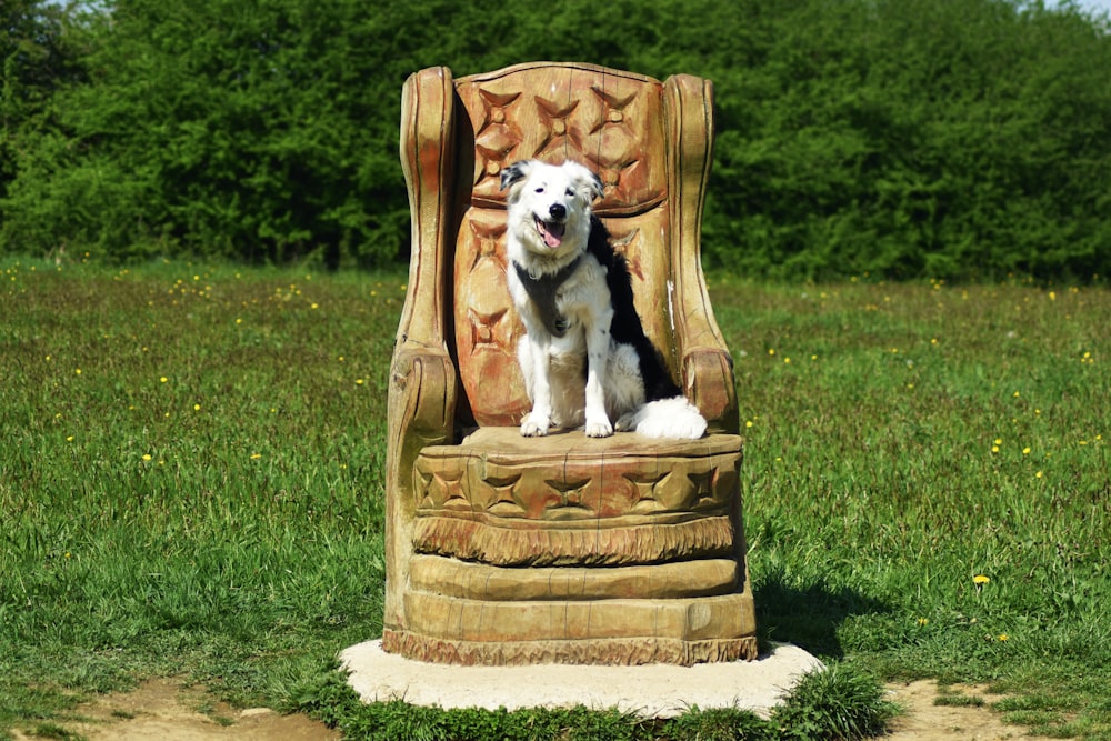 a dog sitting in a chair outside