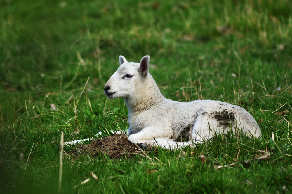 a white dog lying in the grass