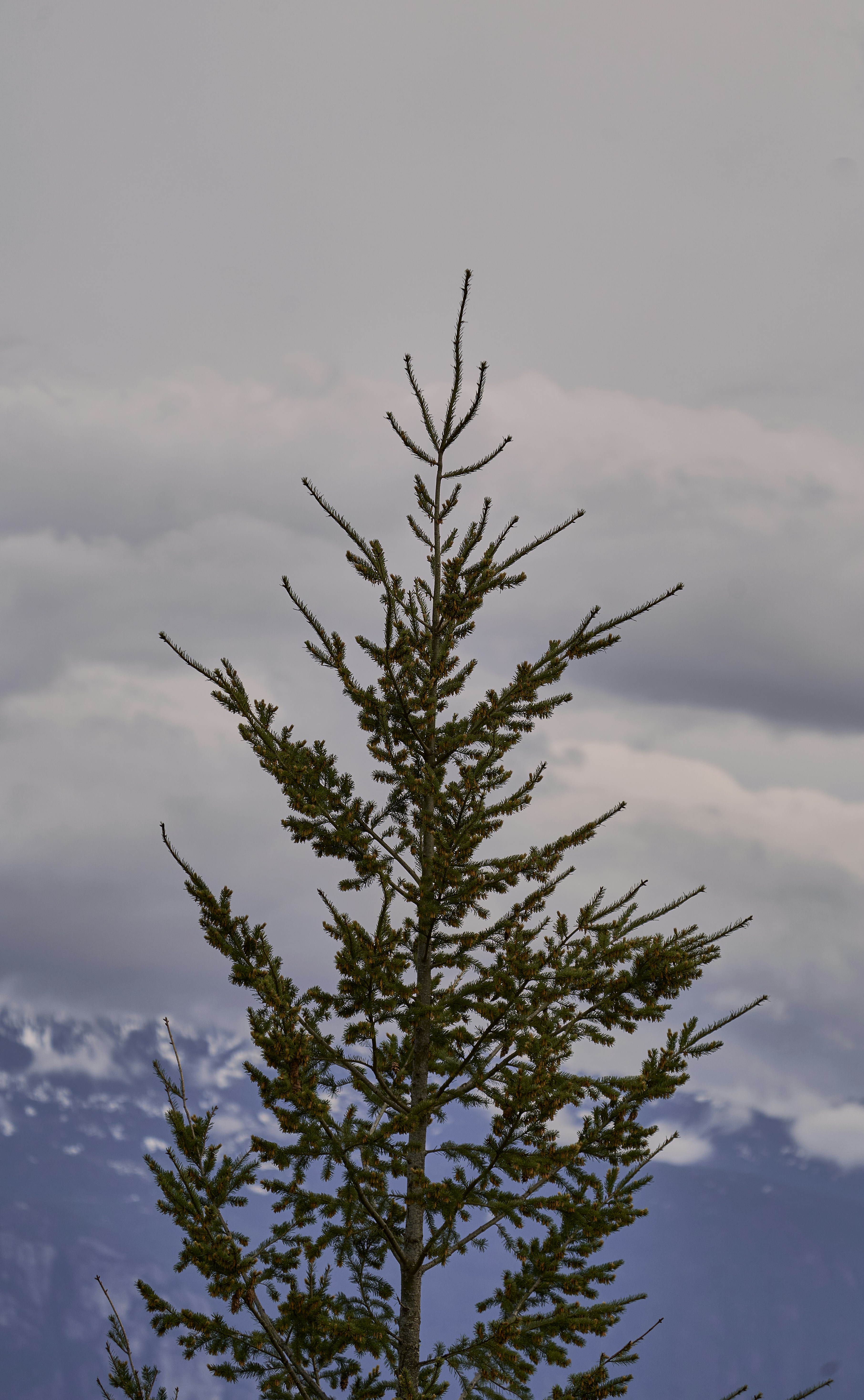 a tree with leaves