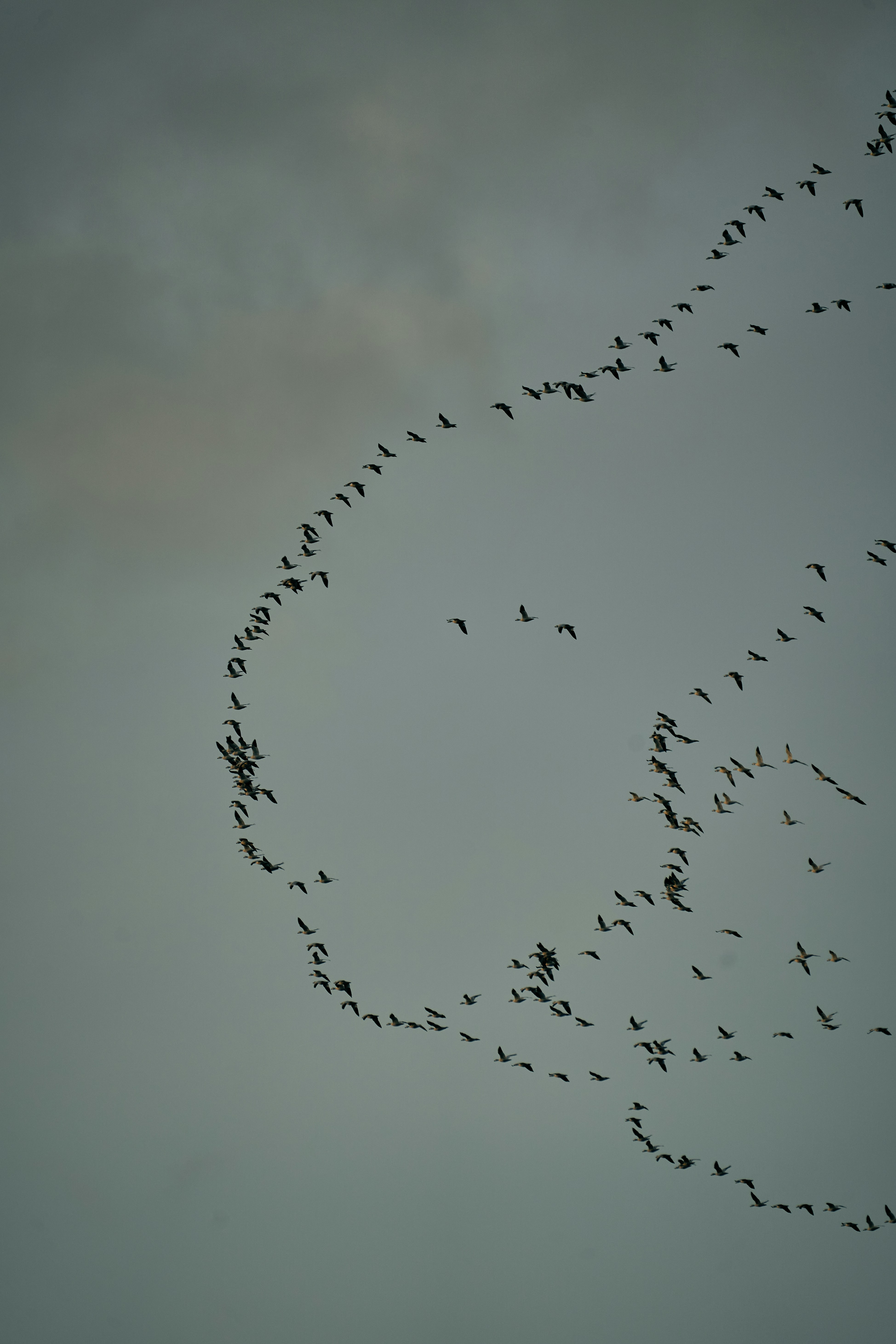 a flock of birds flying