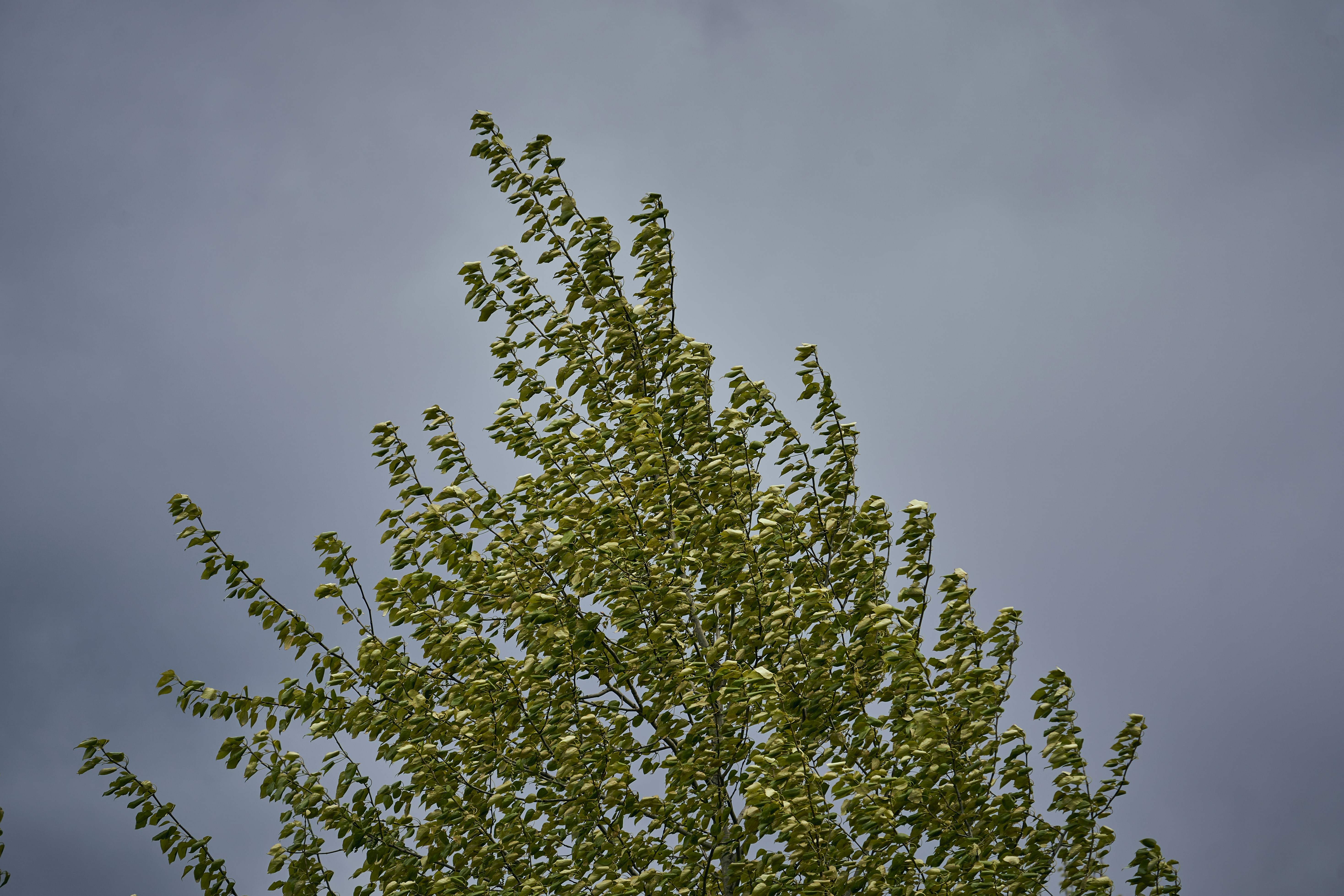 Photo by suicide_chewbacca