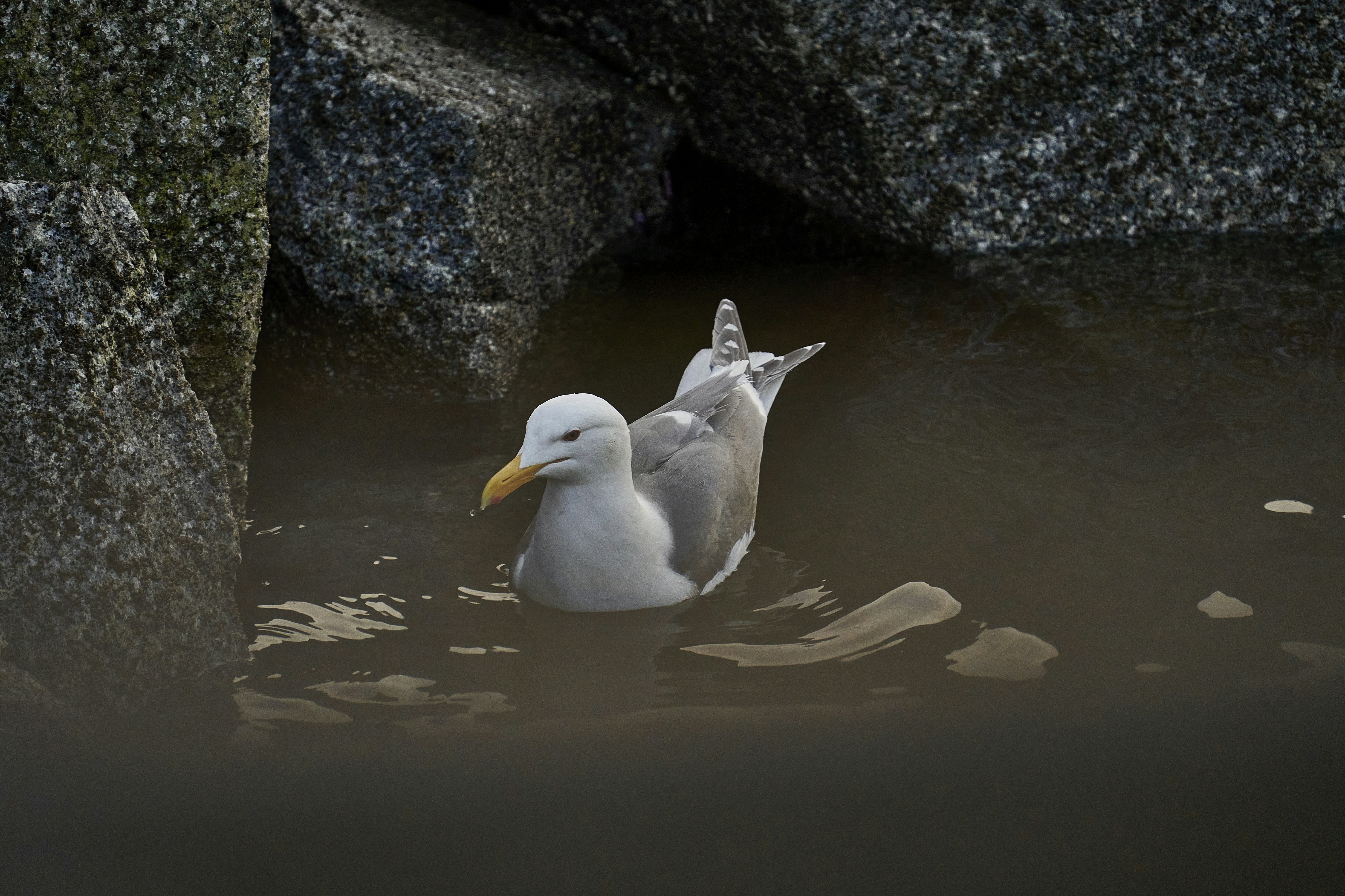 a duck in the water