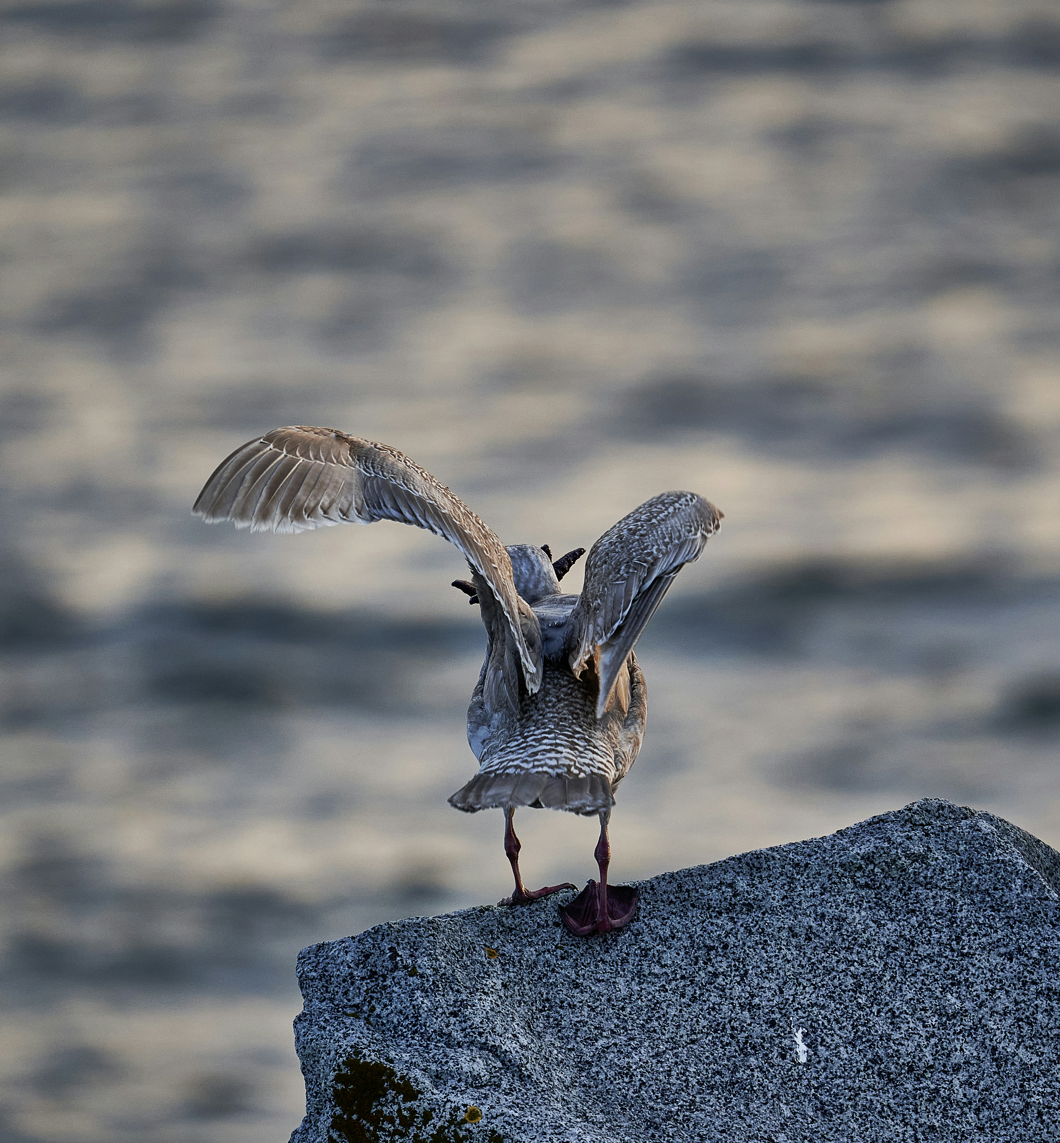 a bird standing on a rock