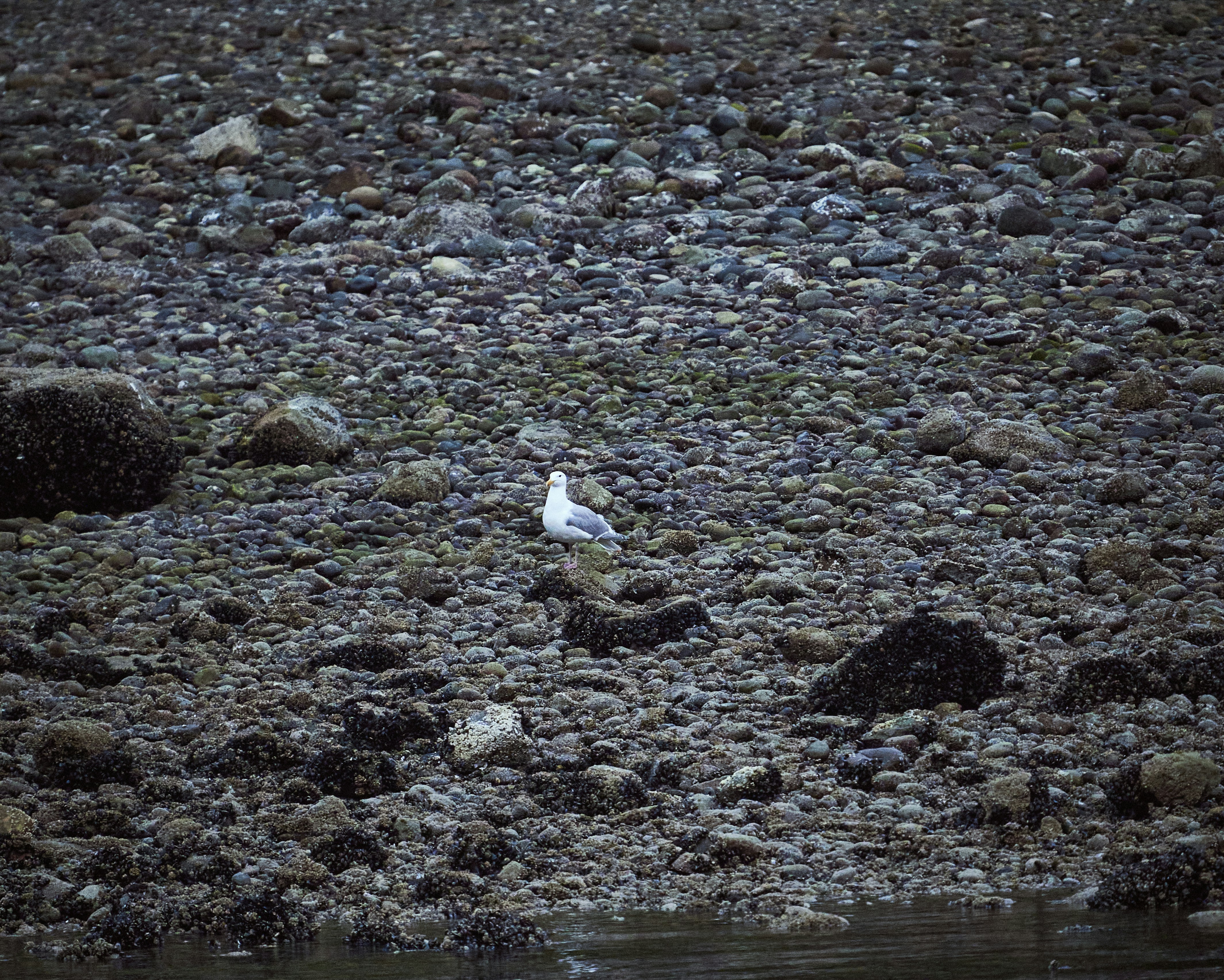 Photo by suicide_chewbacca