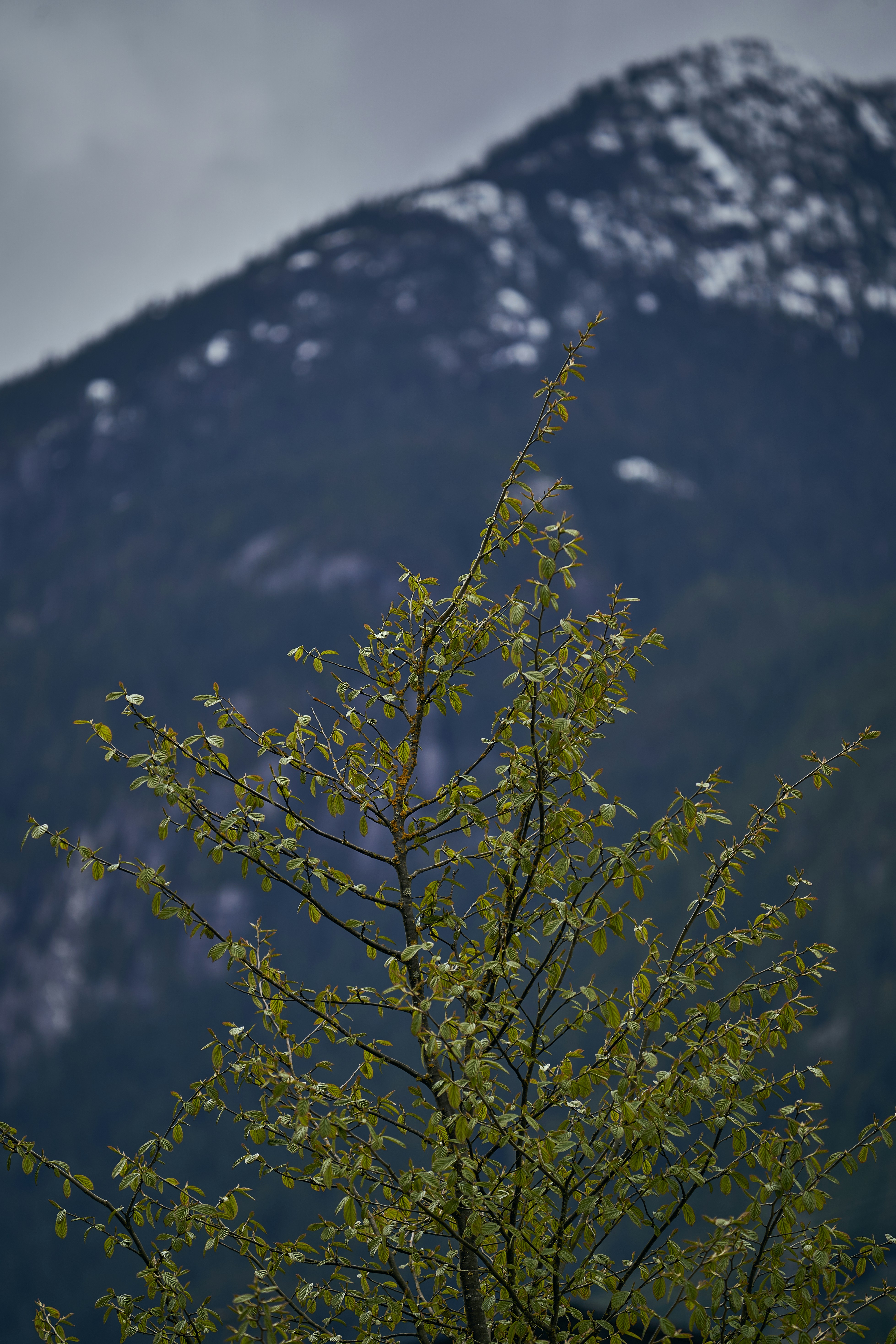 a tree with a mountain in the background