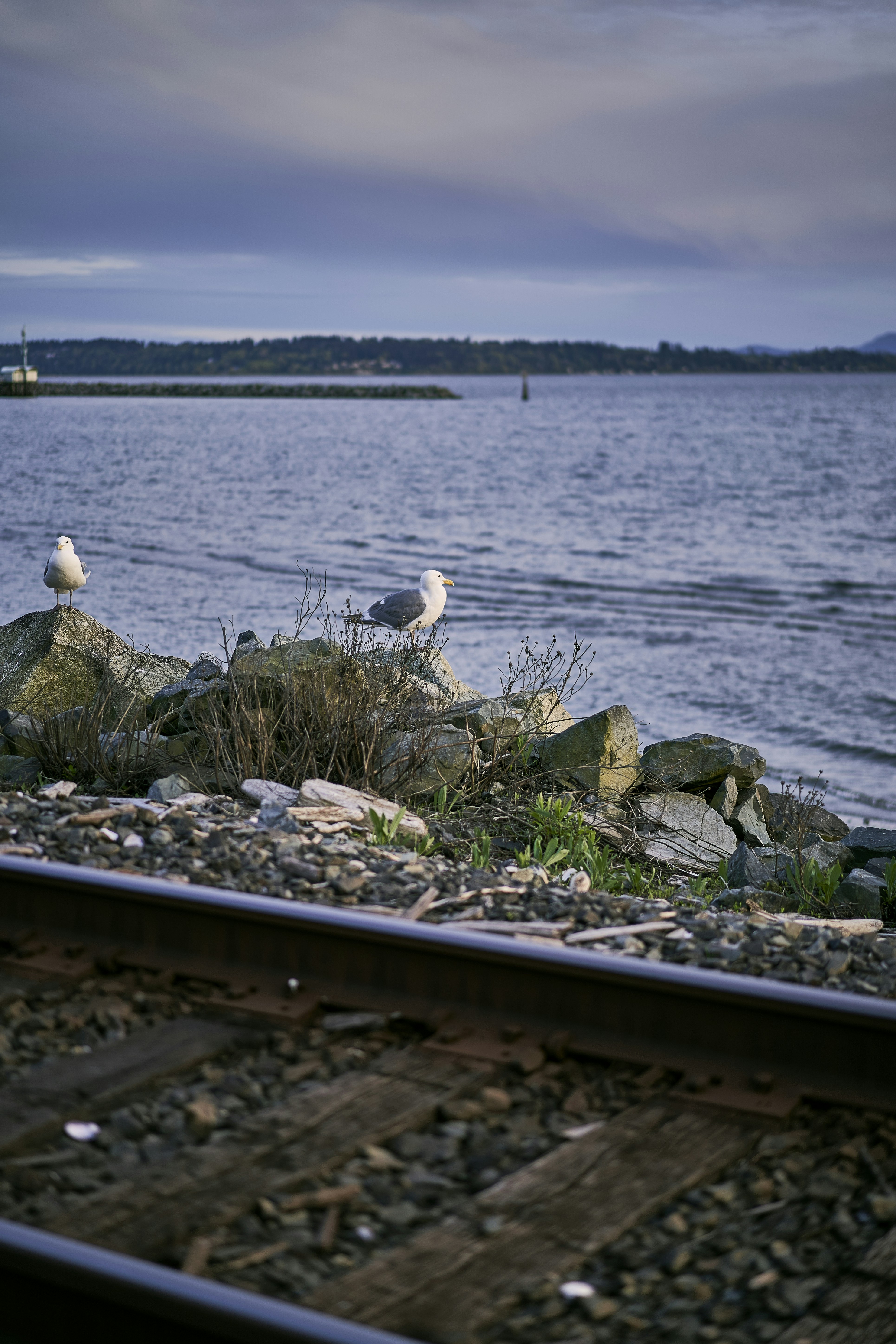 Birds on a rock by the water photo – Free Grey Image on Unsplash