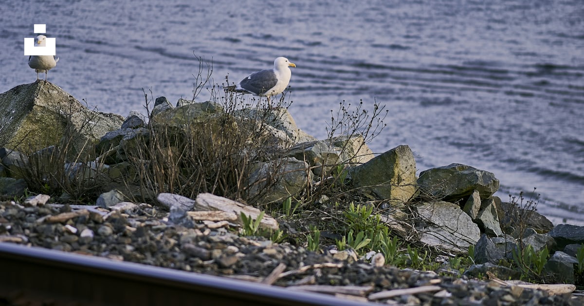 Birds on a rock by the water photo – Free Grey Image on Unsplash