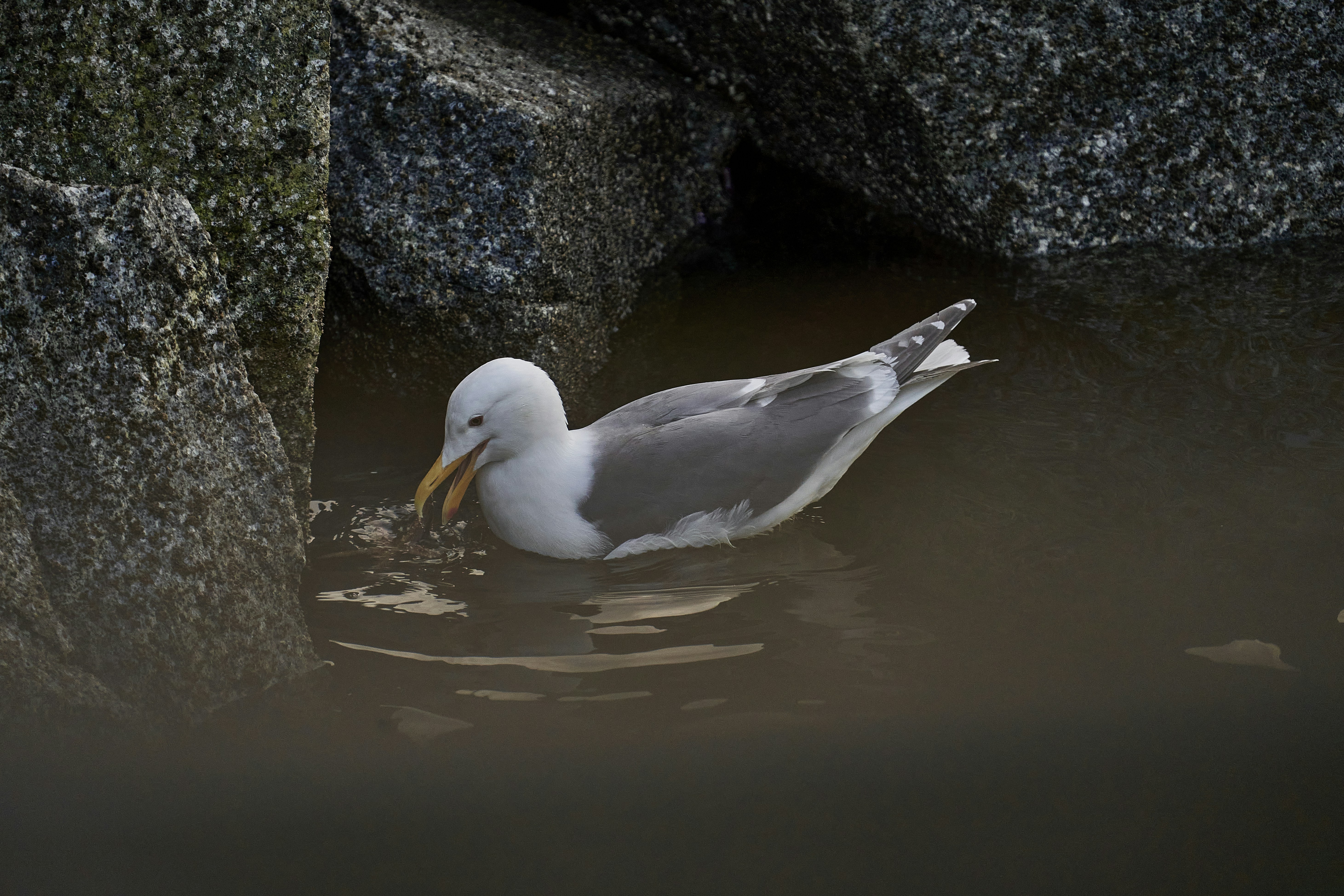 a white bird in water