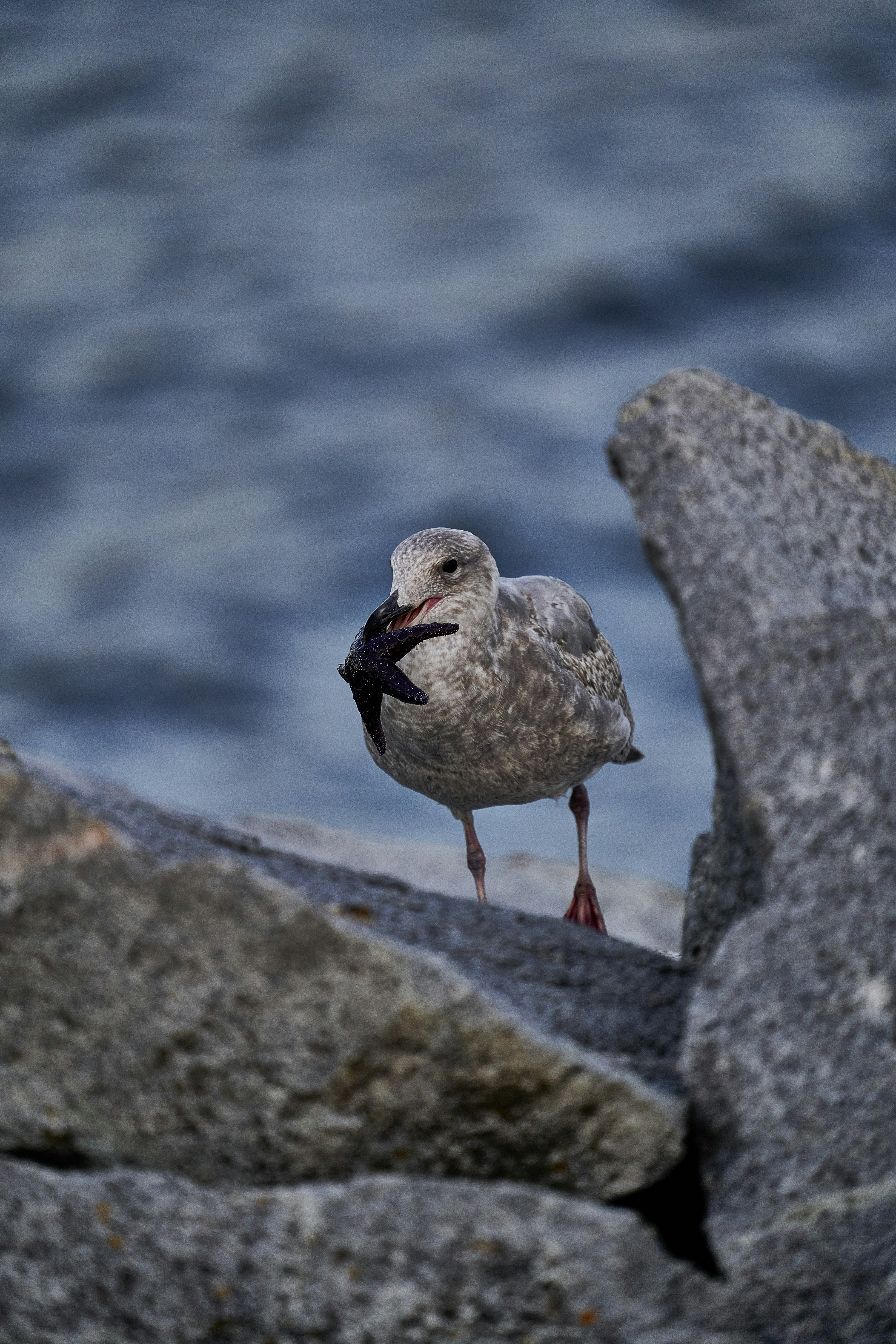 a bird standing on a rock