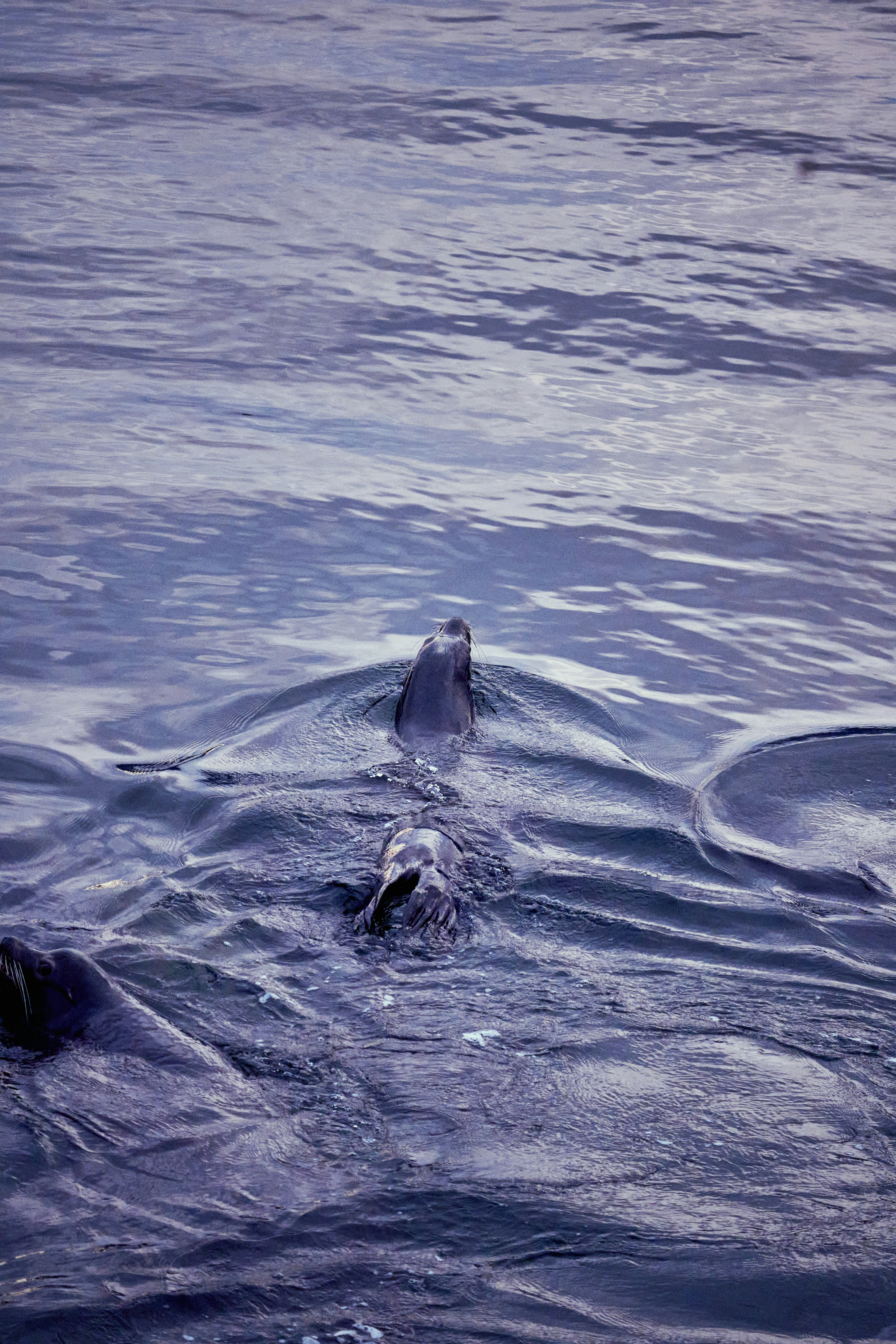 Photo by suicide_chewbacca