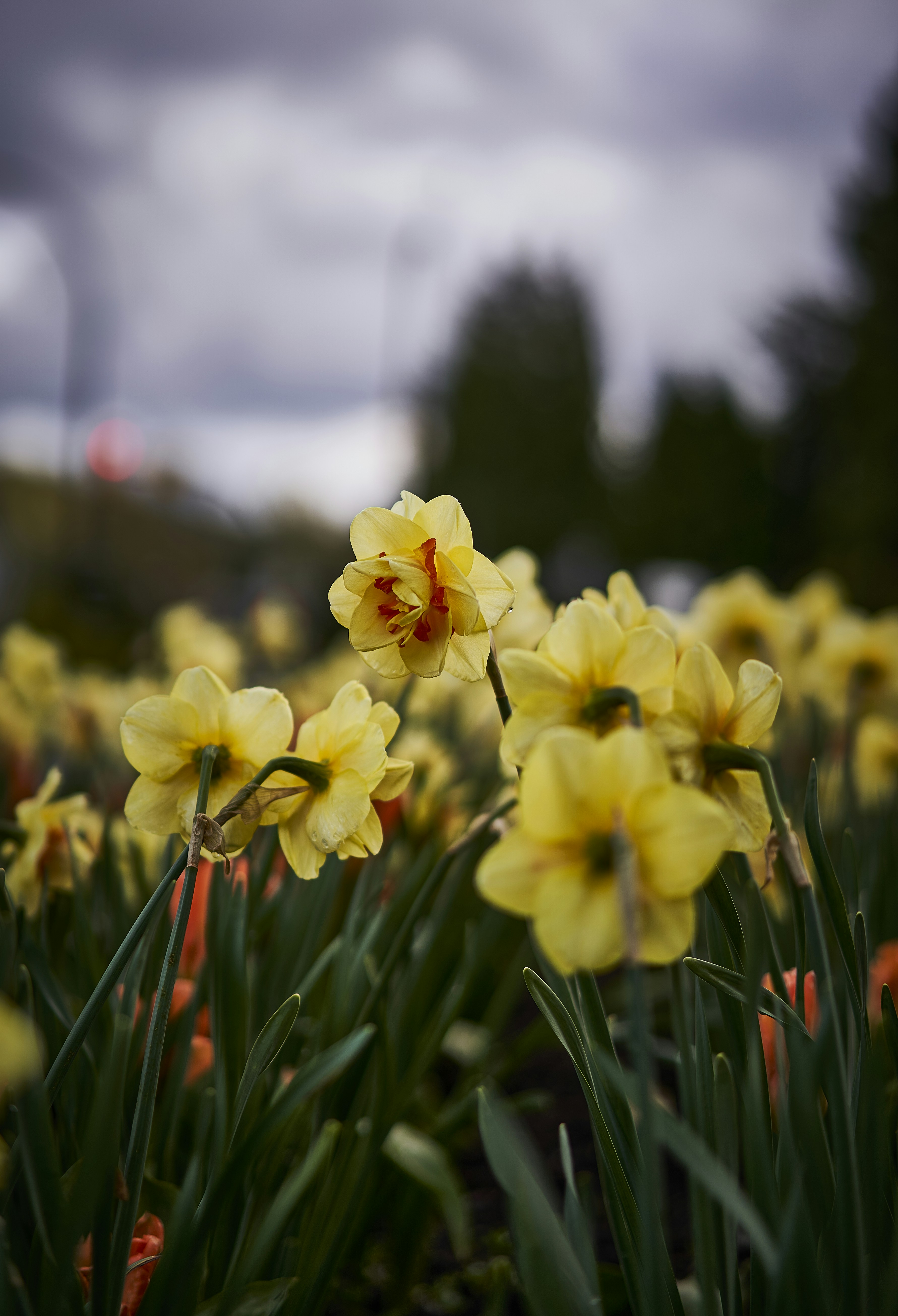 a group of yellow flowers